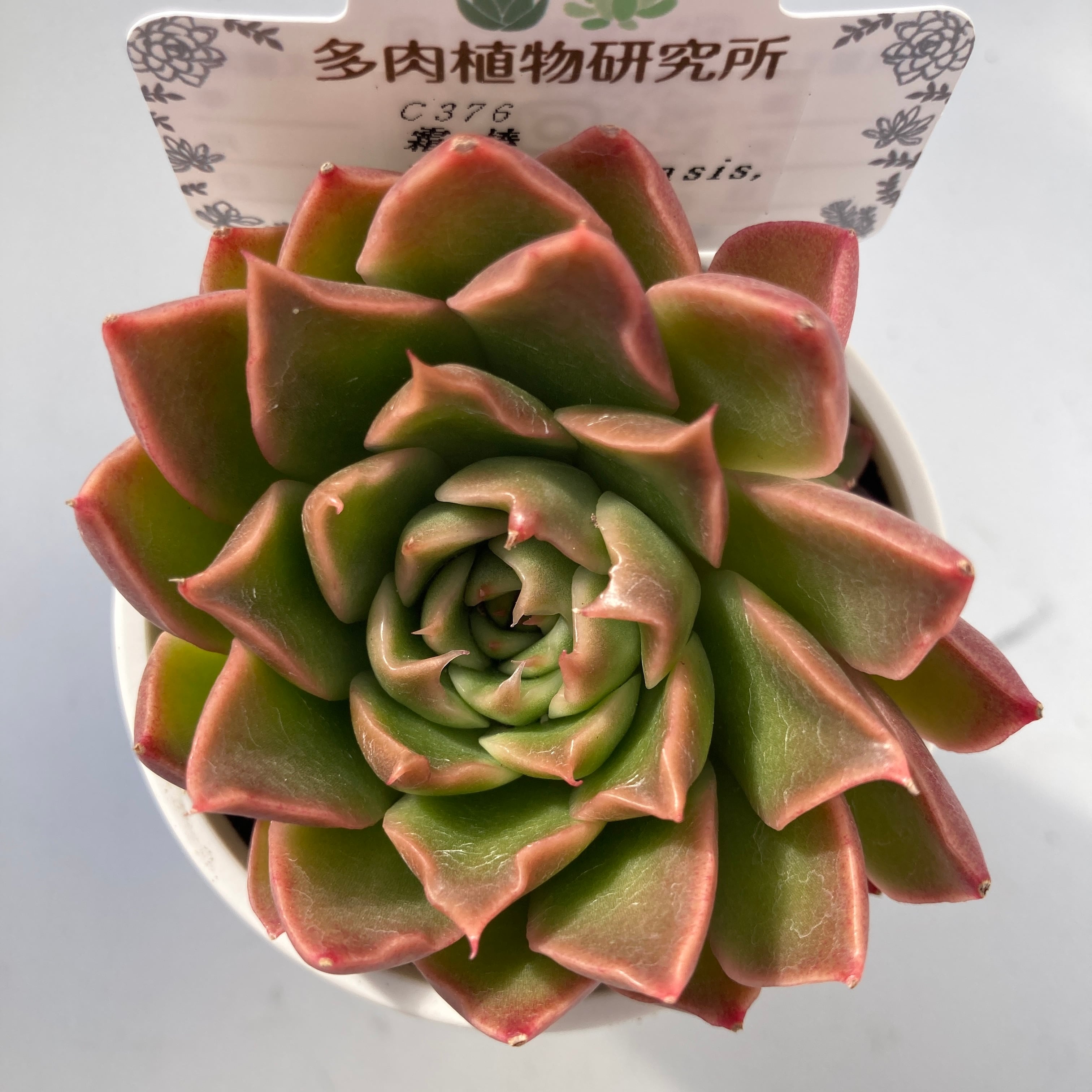 現物商品】 霜椿 x トバレンシス | 多肉植物研究所