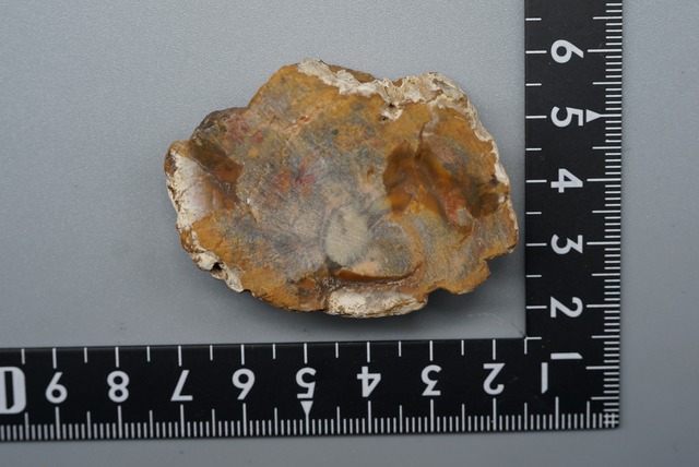 珪化木 Araucarioxylon ⑤