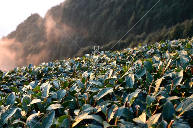 347 明ける冬の茶畑