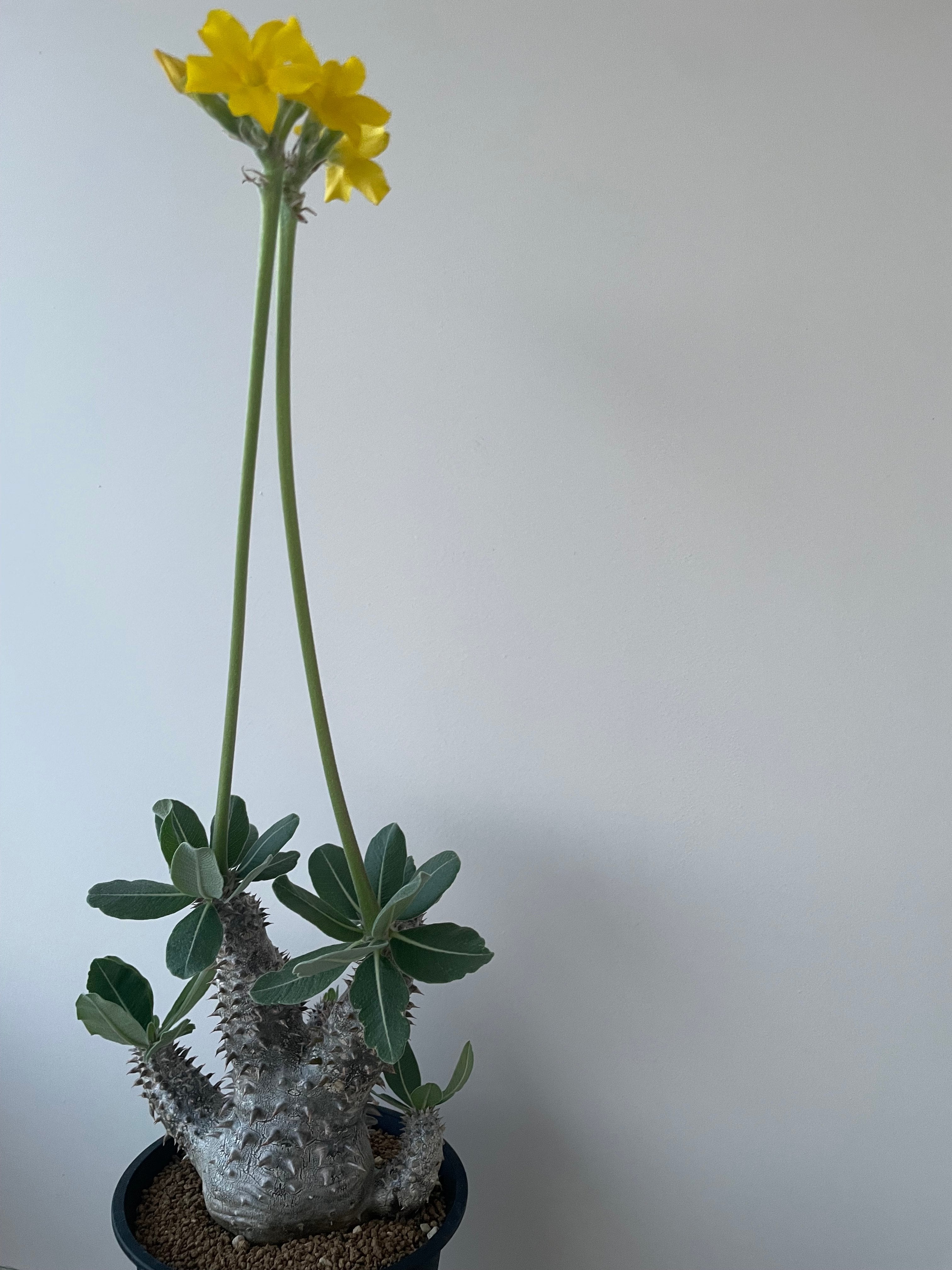 極上品】Pachypodium Tackyi【一流ナーセリーの親株クラス