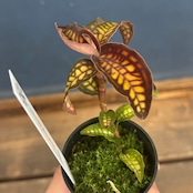 Cystorchis stenoglossa【767】