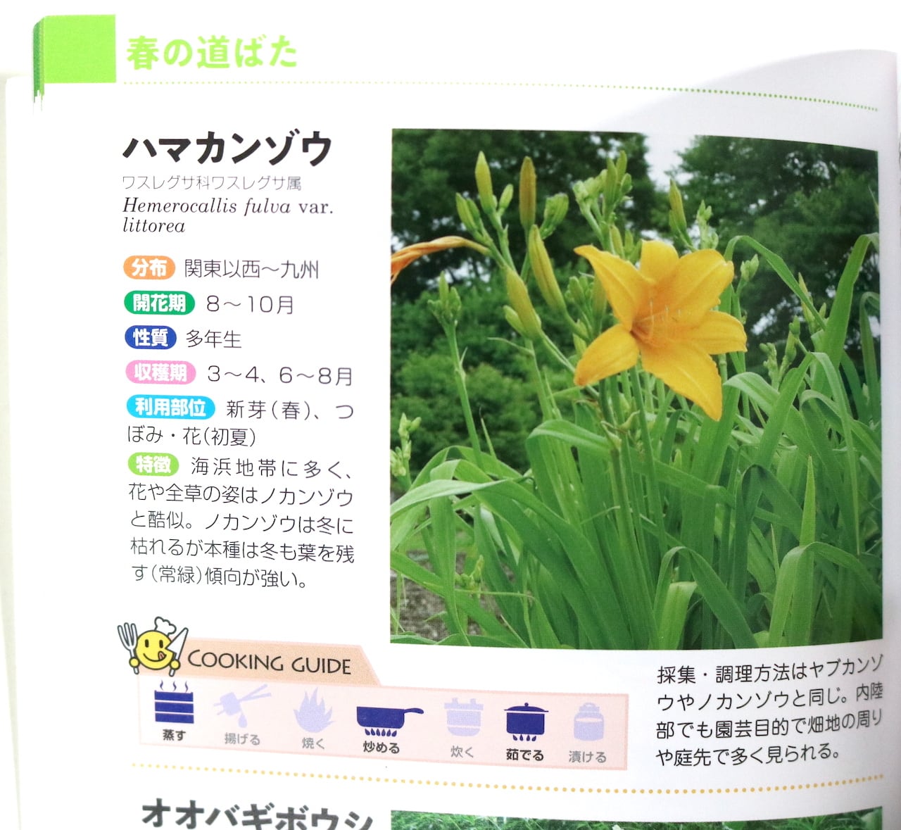 食べられる草ハンドブック｜森 昭彦 | PAY ID