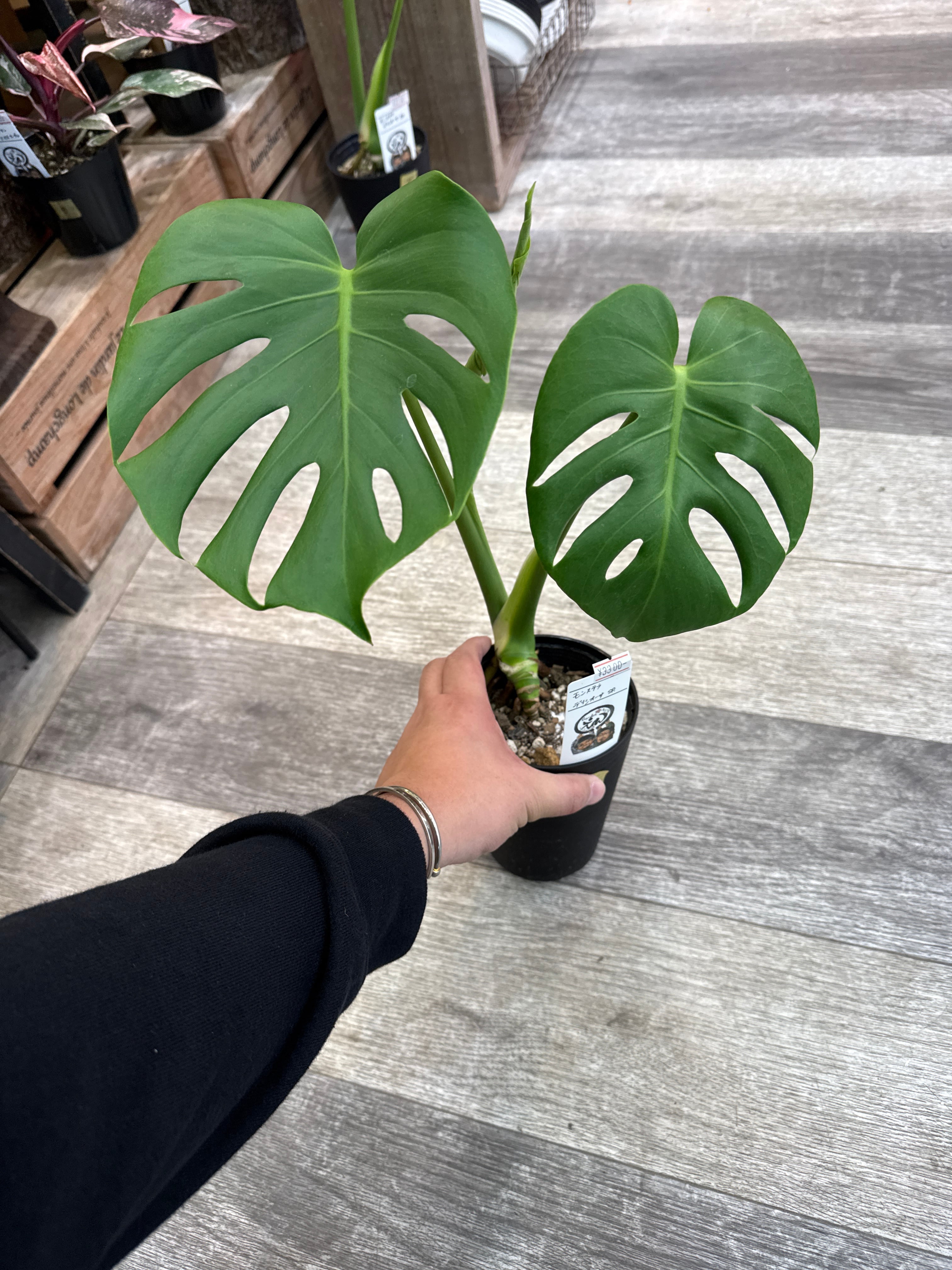 ① モンステラ デリシオサ sp. | Gardenえん 【観葉熱帯植物】