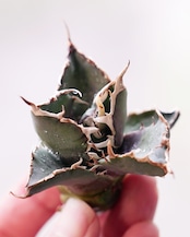 新鮮カット苗 チタノタ 旧来白鯨 Agave titanota 'Hakugei'