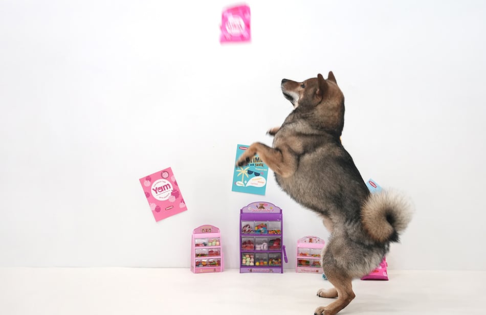 jellychu pocket toy / ペット 犬 おもちゃ カシャカシャ 知育玩具 ノーズワーク おやつ隠し 可愛い わんちゃん おもちゃ ストレス解消 toy16