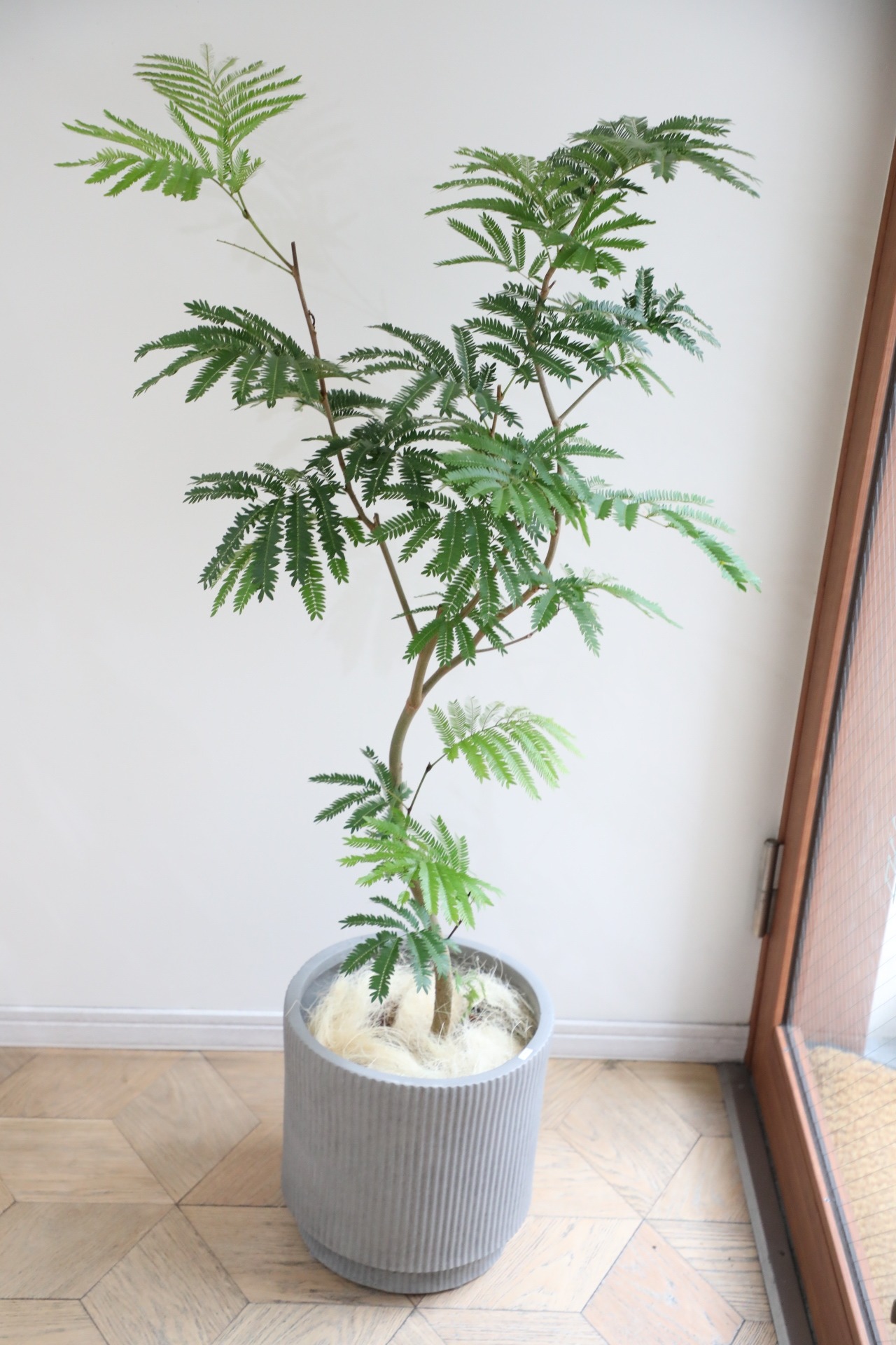 【L/130cm】エバーフレッシュ /Pithecellobium confertum ever fresh