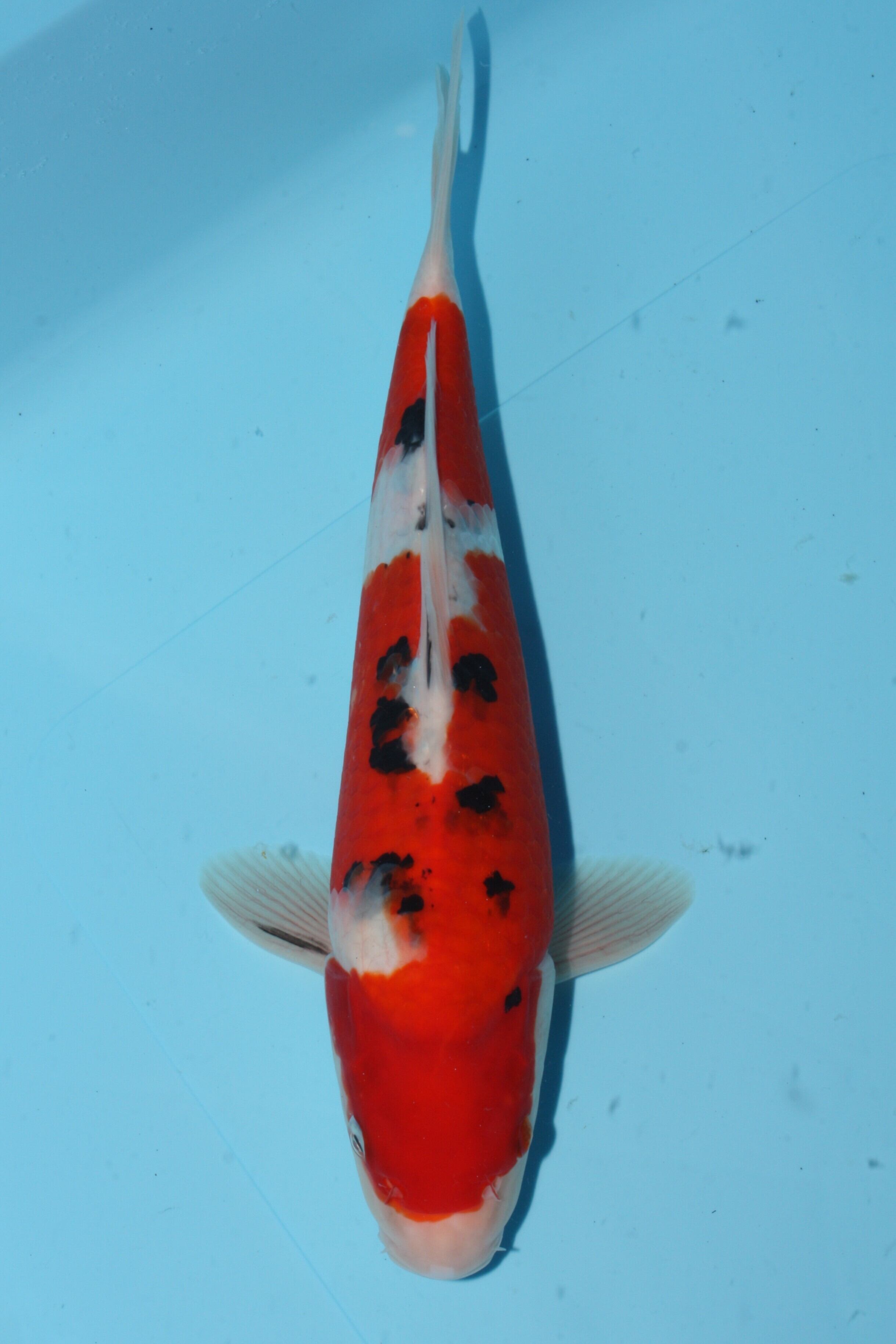 看板の無い錦鯉屋さん