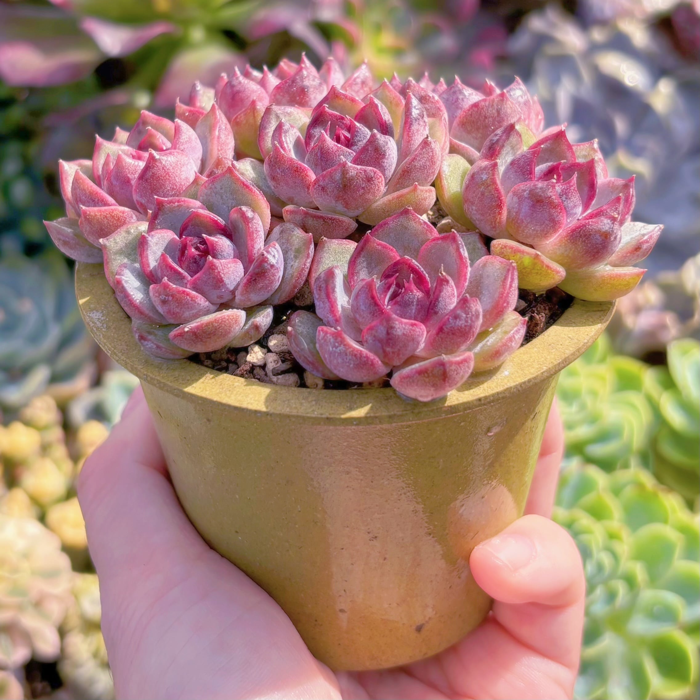 多肉植物 Black pink(7苗) 新入荷 るる農園 | るる農園~多肉植物専門