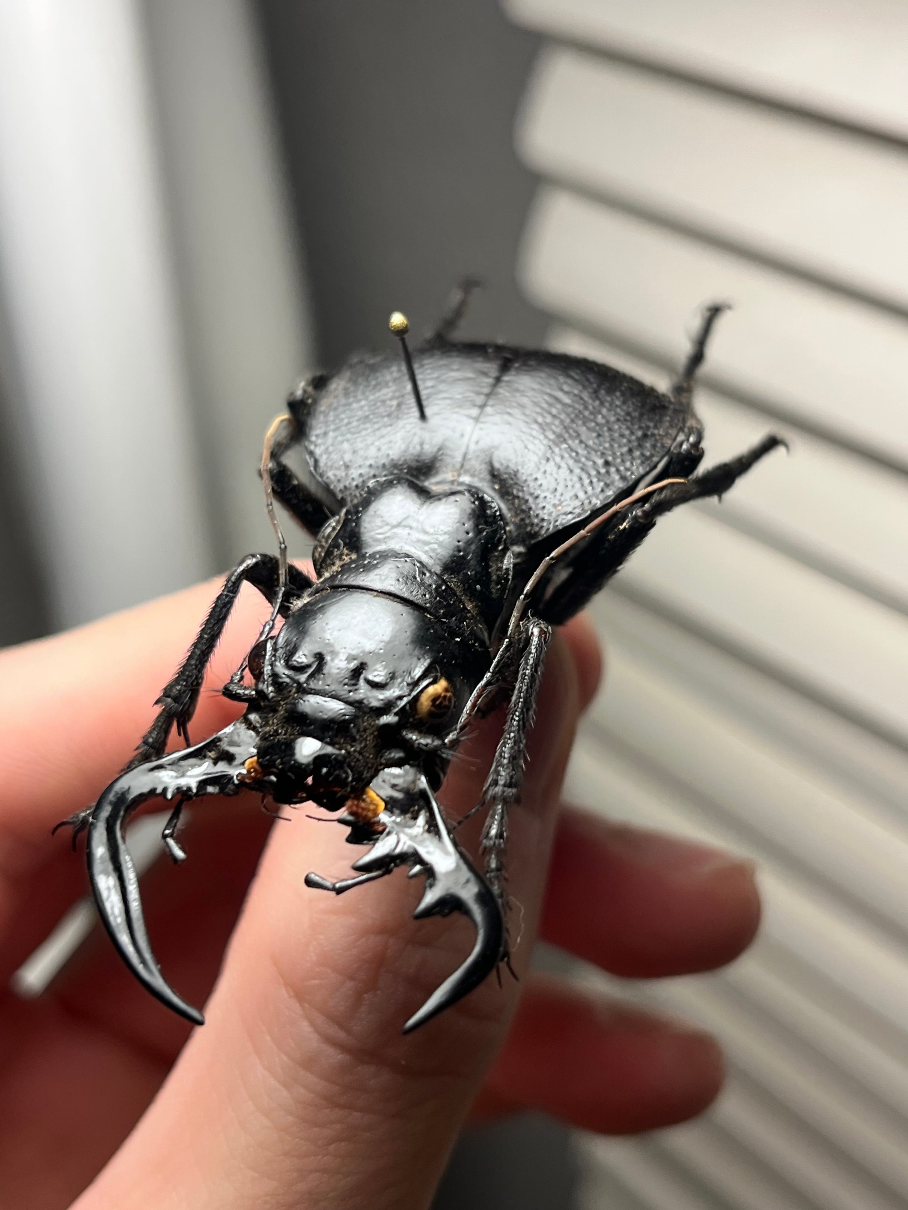 巨大♂】オオエンマハンミョウ Manticora タンザニア産 昆虫標本