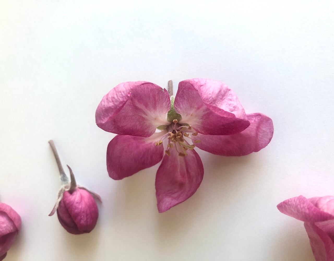 Fleur De Pomme Rouge 赤い果肉りんごの花 芳香蒸留水 お試し価格にて提供 青森県五所川原市 プラントリップ Plantrip B版