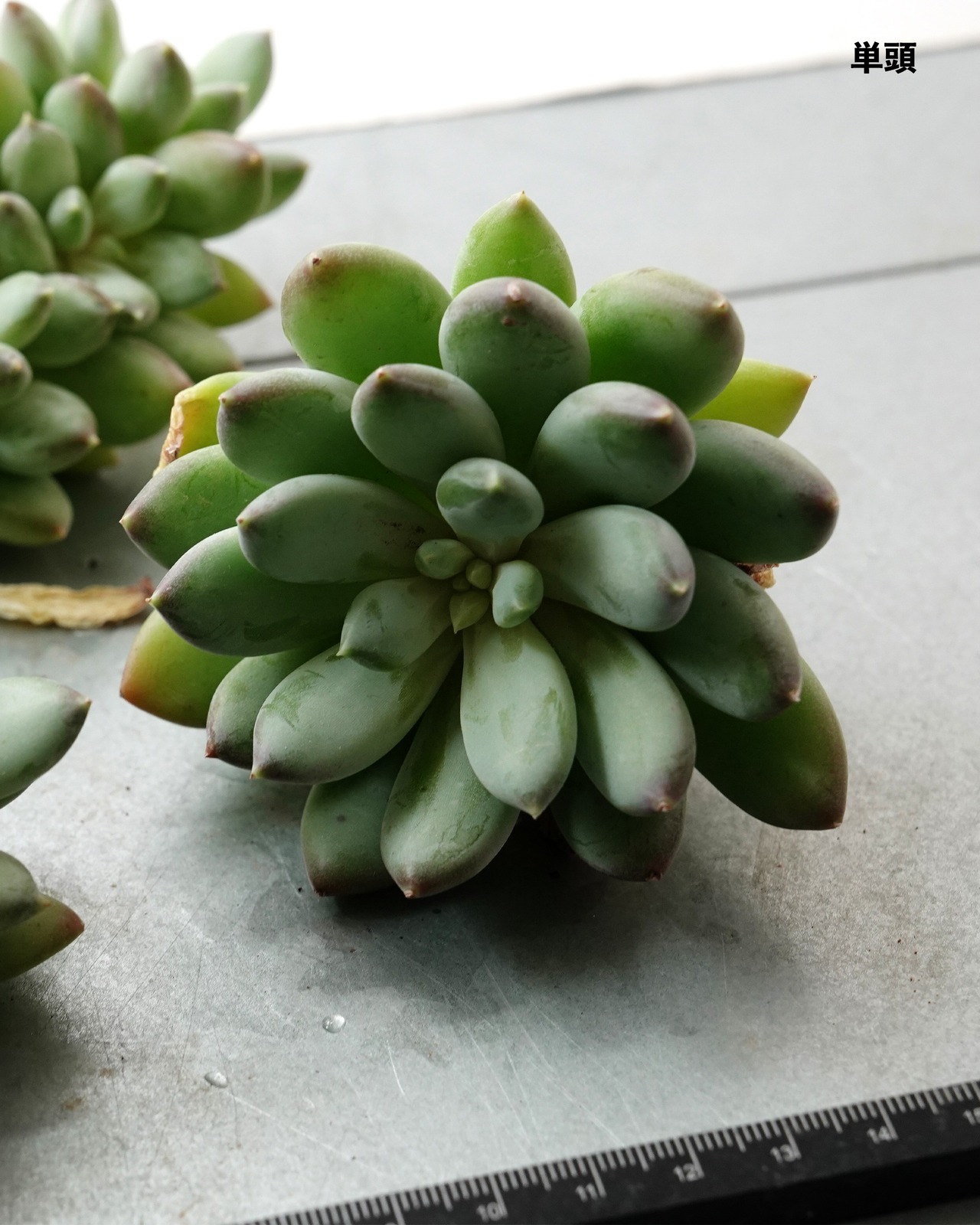 一部発根済カット苗 天使の翼 L Echeveria 'Angel’s Wings'