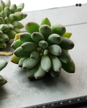 一部発根済カット苗 天使の翼 L Echeveria 'Angel’s Wings'