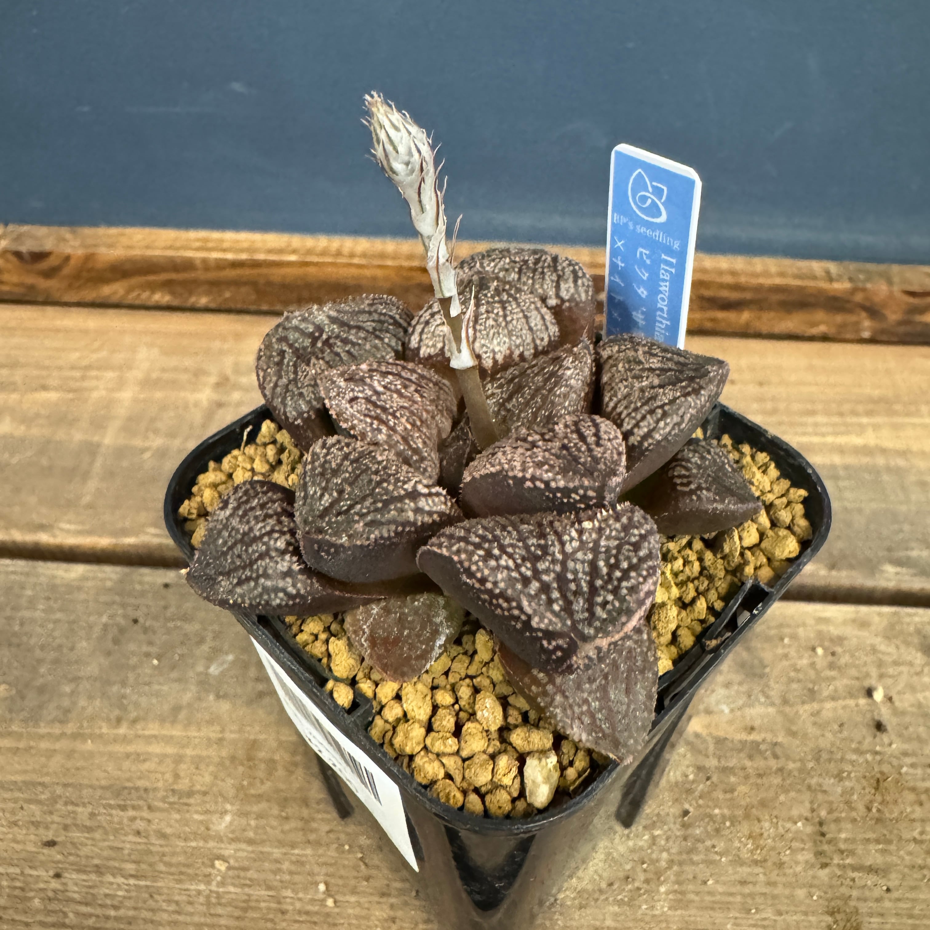 ハオルチア ハイブリット ピクタ'甘栗' × ナイトメア【823