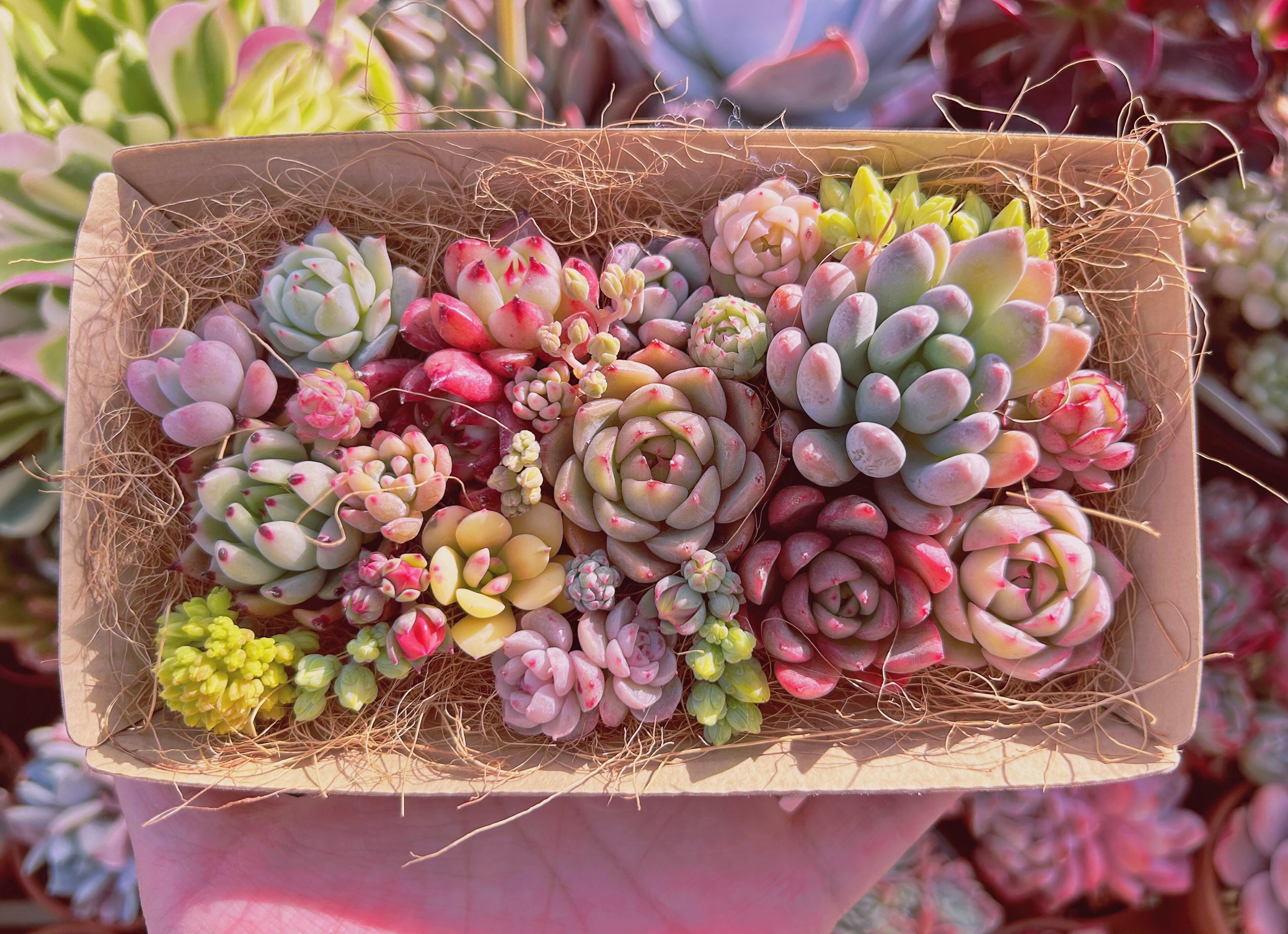 #329現物　多肉お弁当　トレーのまま発送