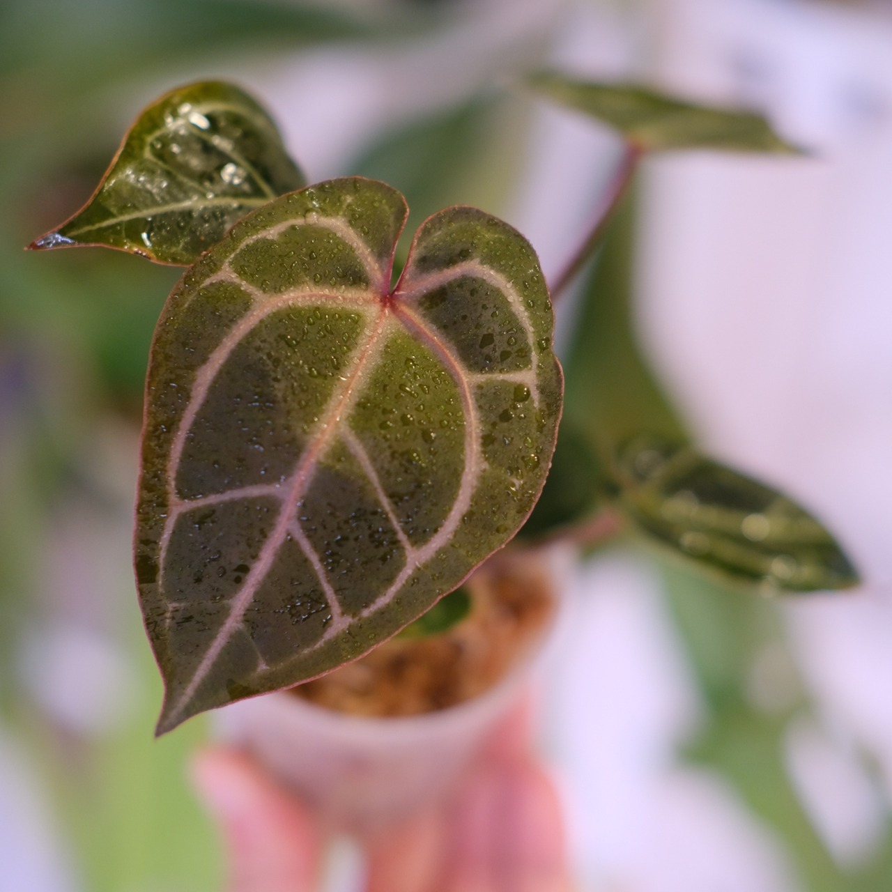 Anthurium. SKG Pink Lemonade × A.Zara Michelle⑦│アンスリウム ピンクレモネード × ザラ ミシェル│観葉植物