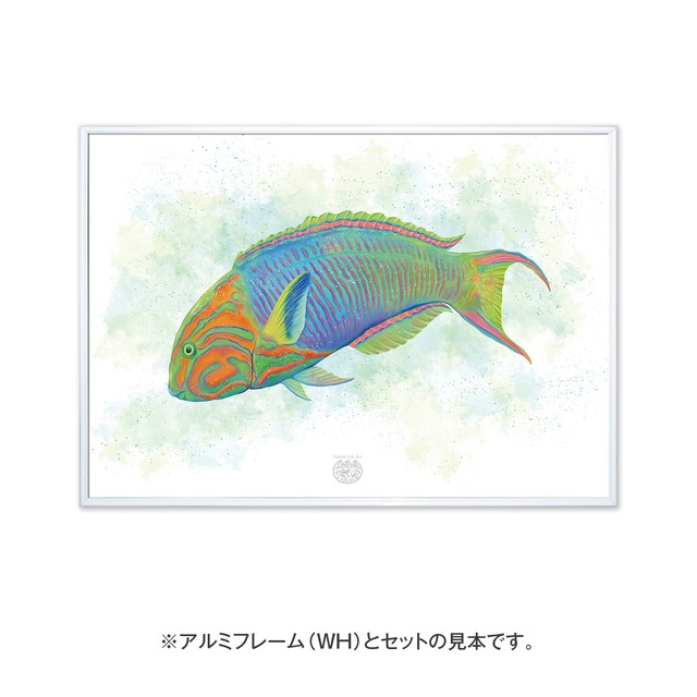 【海のいきものアートポスター／魚】ヤマブキベラ