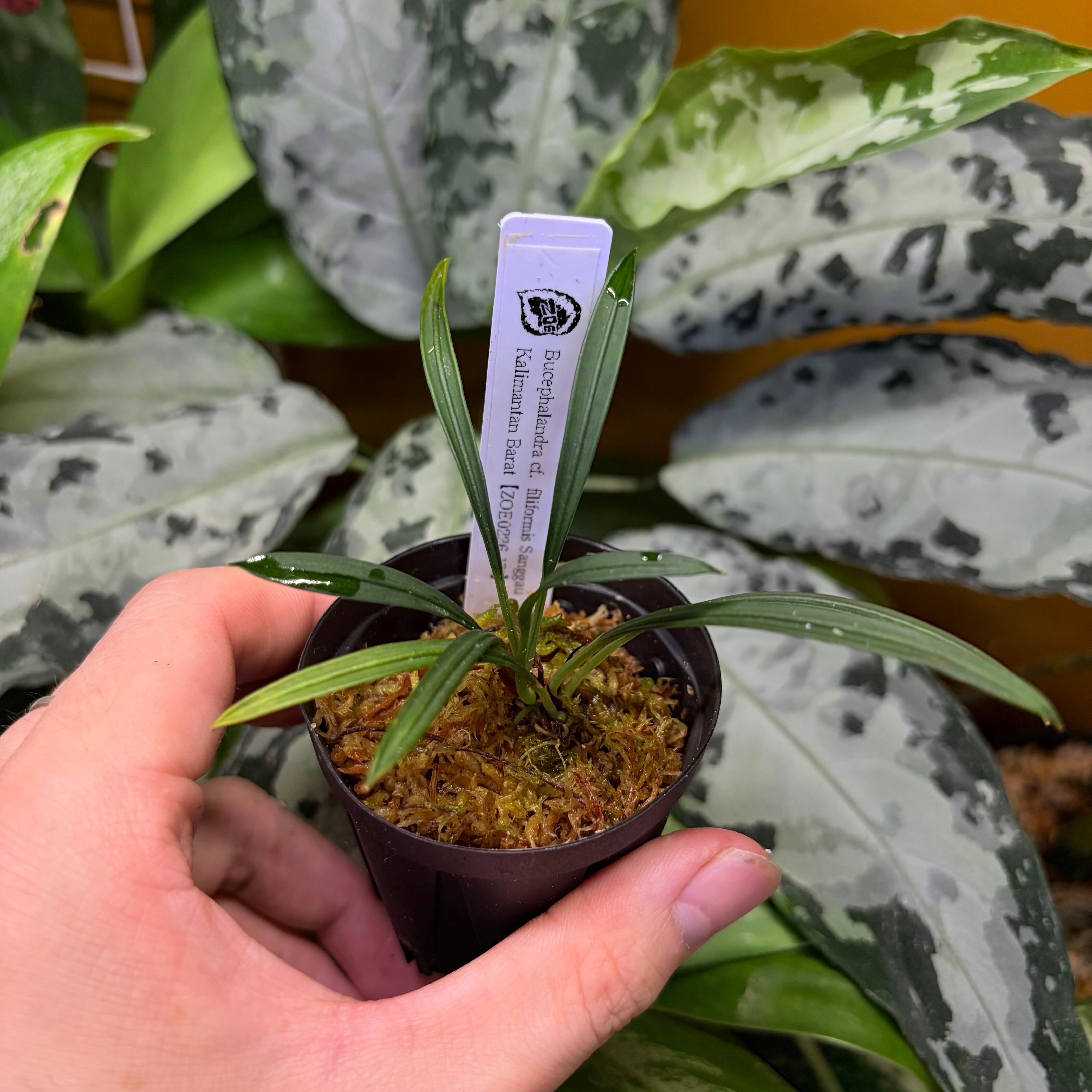 Bucephalandra cf. filiformis Sanggau Kalimantan Barat【ZOE0226-17i