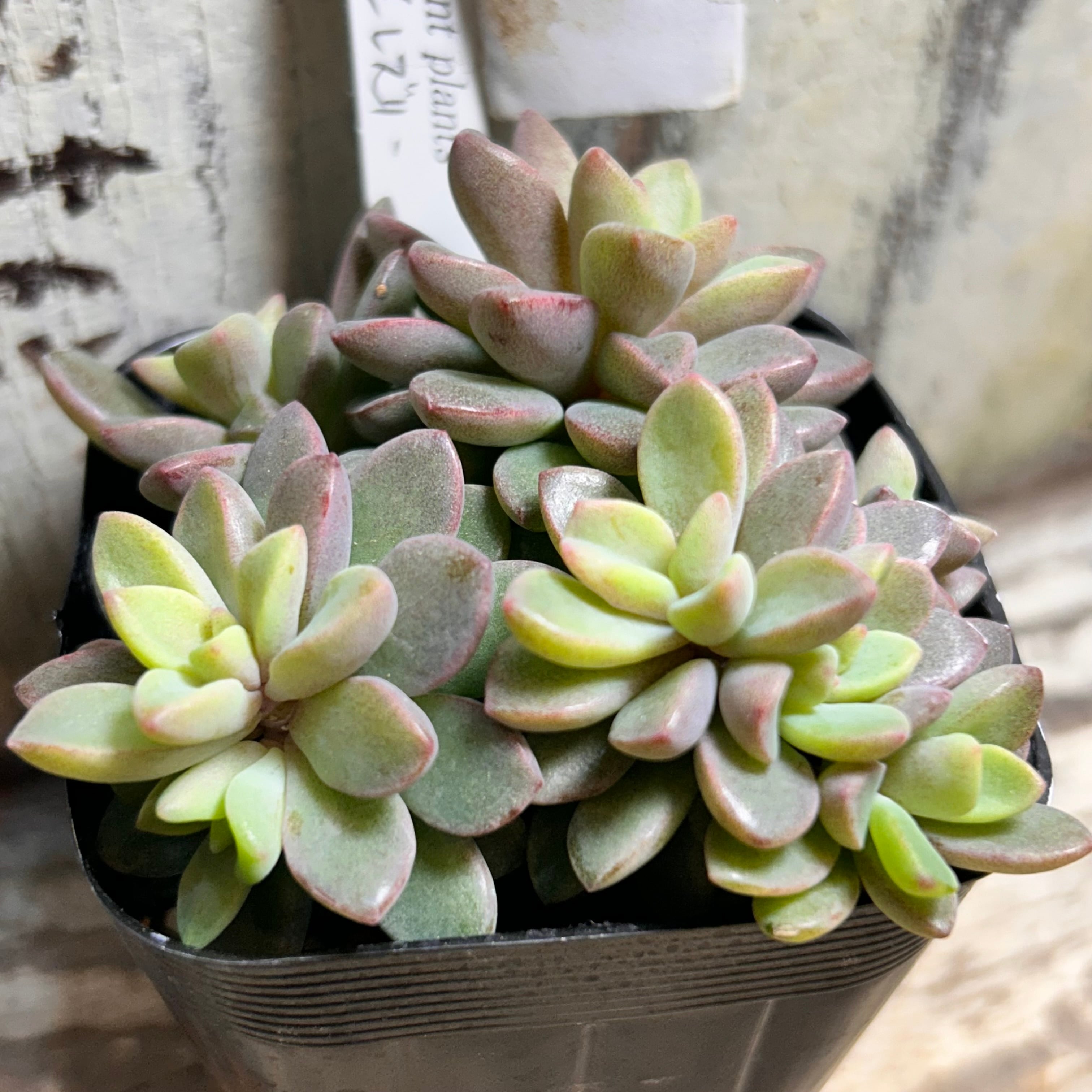 B)小型レズリー | RuPo 多肉植物専門店