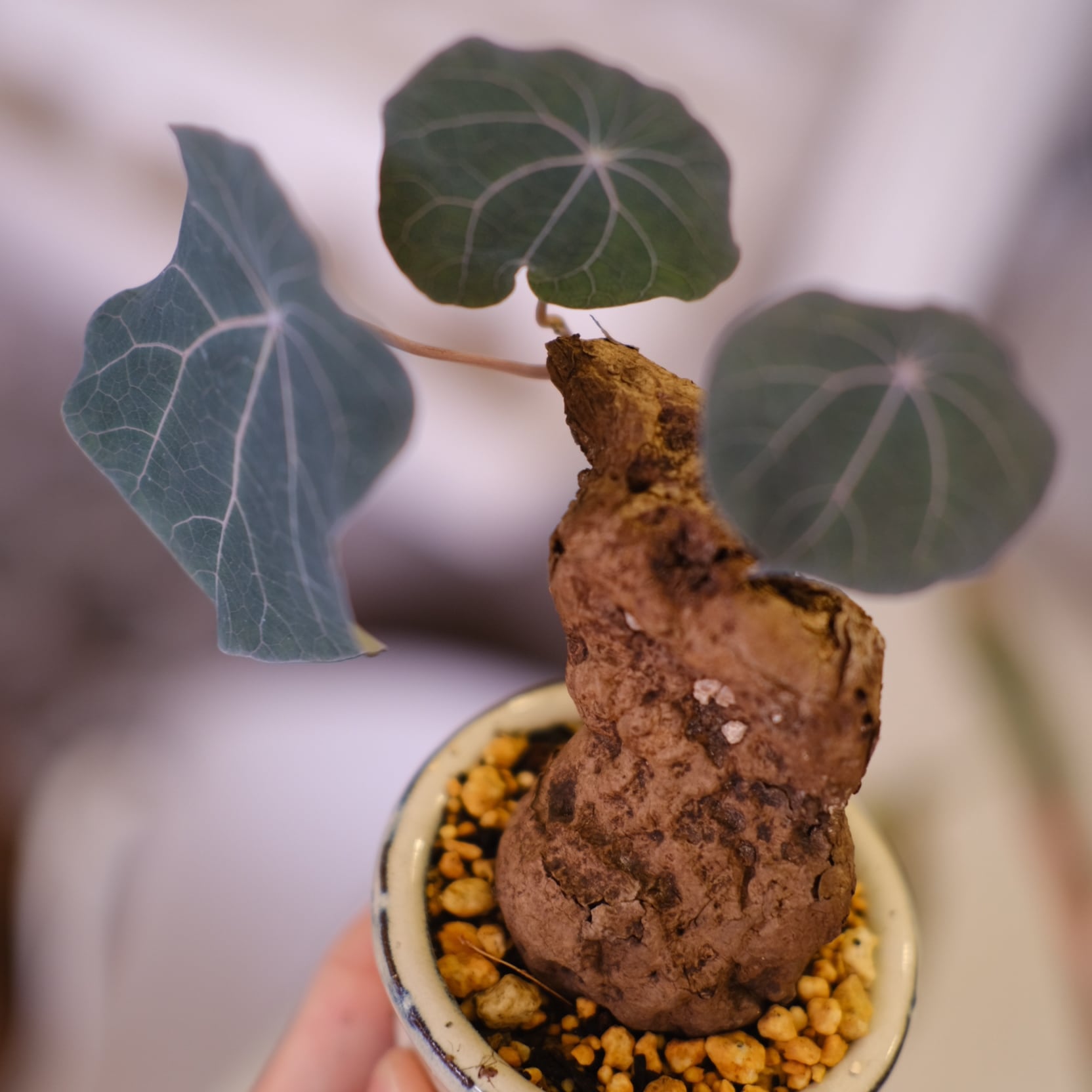 Stephania kaweesakii│ステファニア カウィーサキー②│観葉