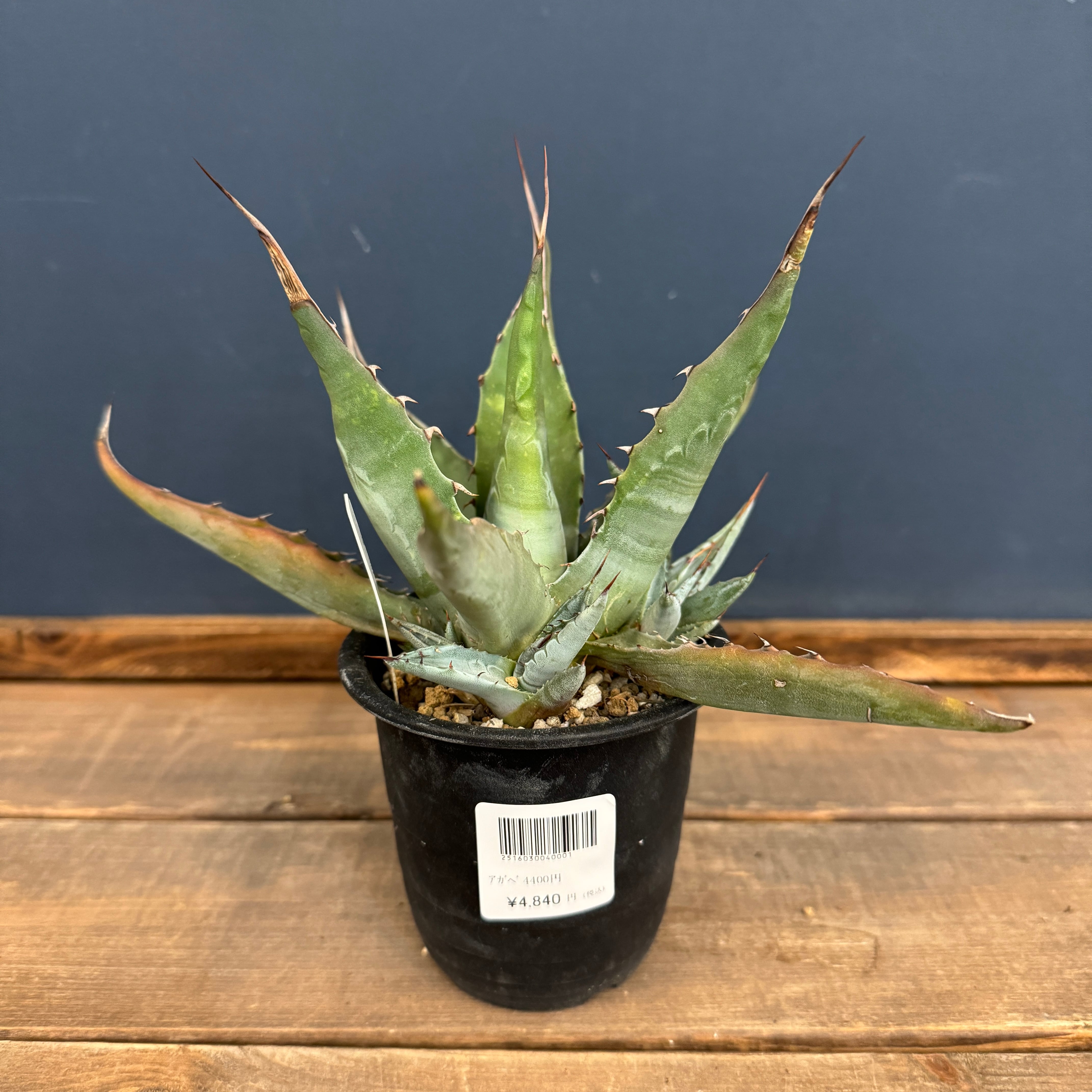 アガベ | PROTOLEAF プロトリーフ