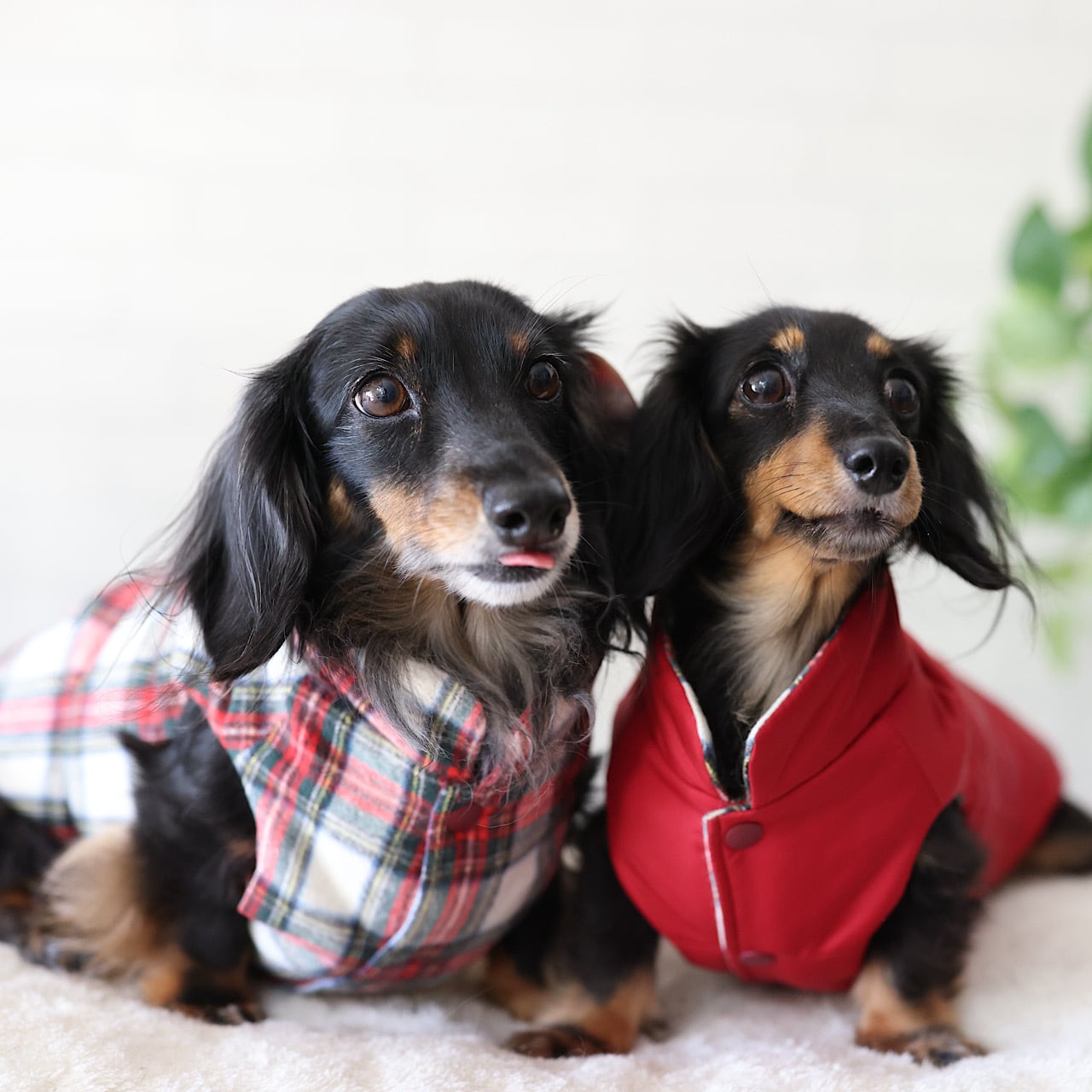 アウター | カニンヘンダックスとミニチュアダックス専門のお洋服web