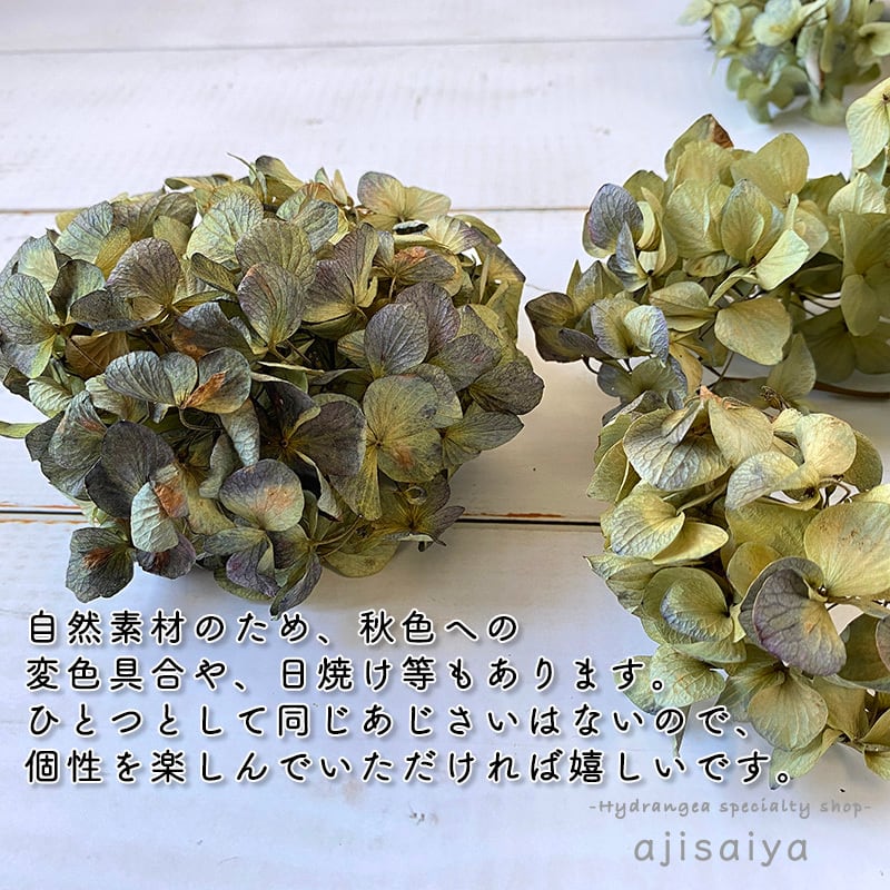 岩手県産 秋色あじさい 1輪 ドライフラワー 紫陽花 アジサイ 自然素材こわけ専門店 あじさいや