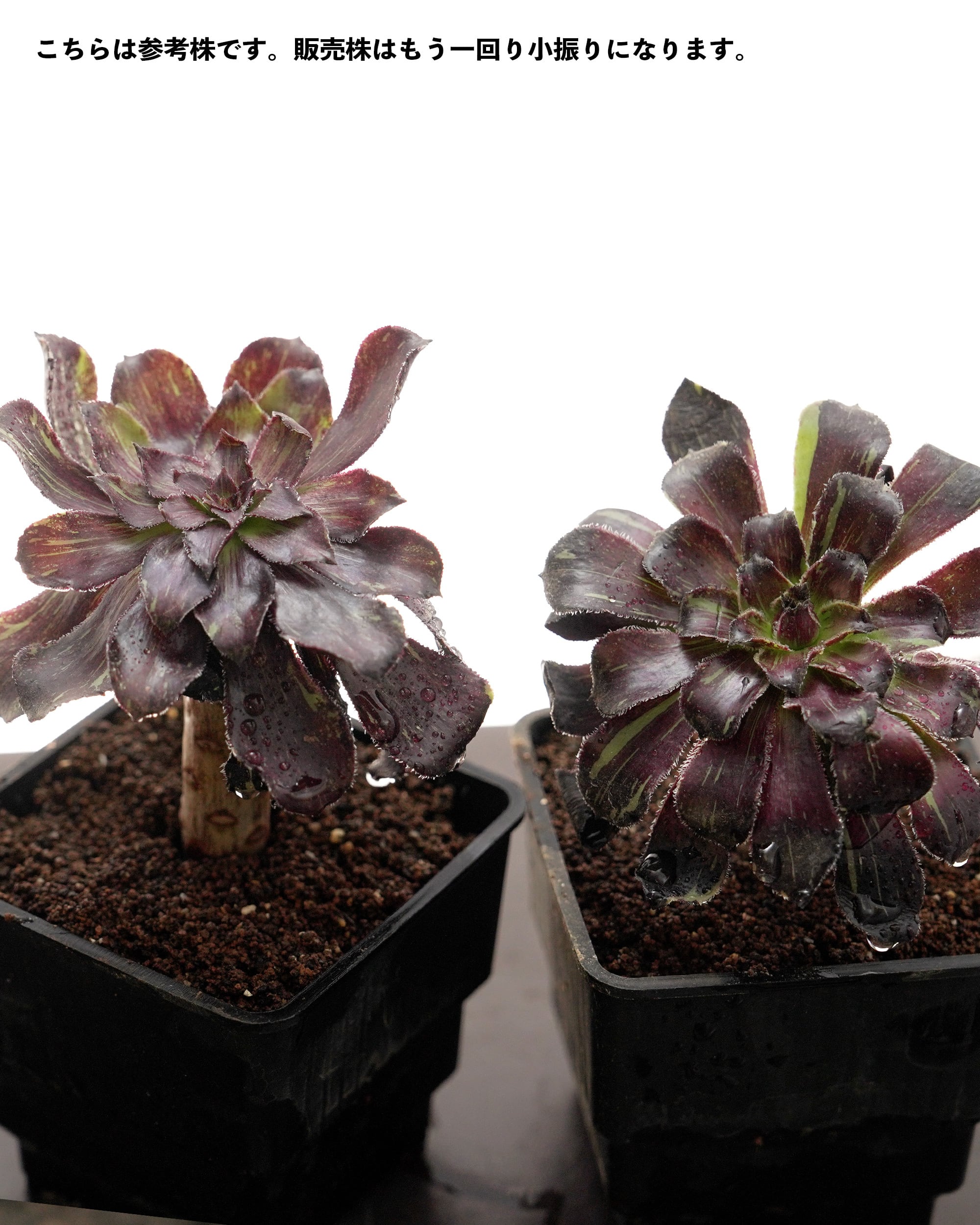 アエオニウム　墨蘭迪　6頭群生株　019 アエオニウム 墨蘭迪 6頭群生株 019