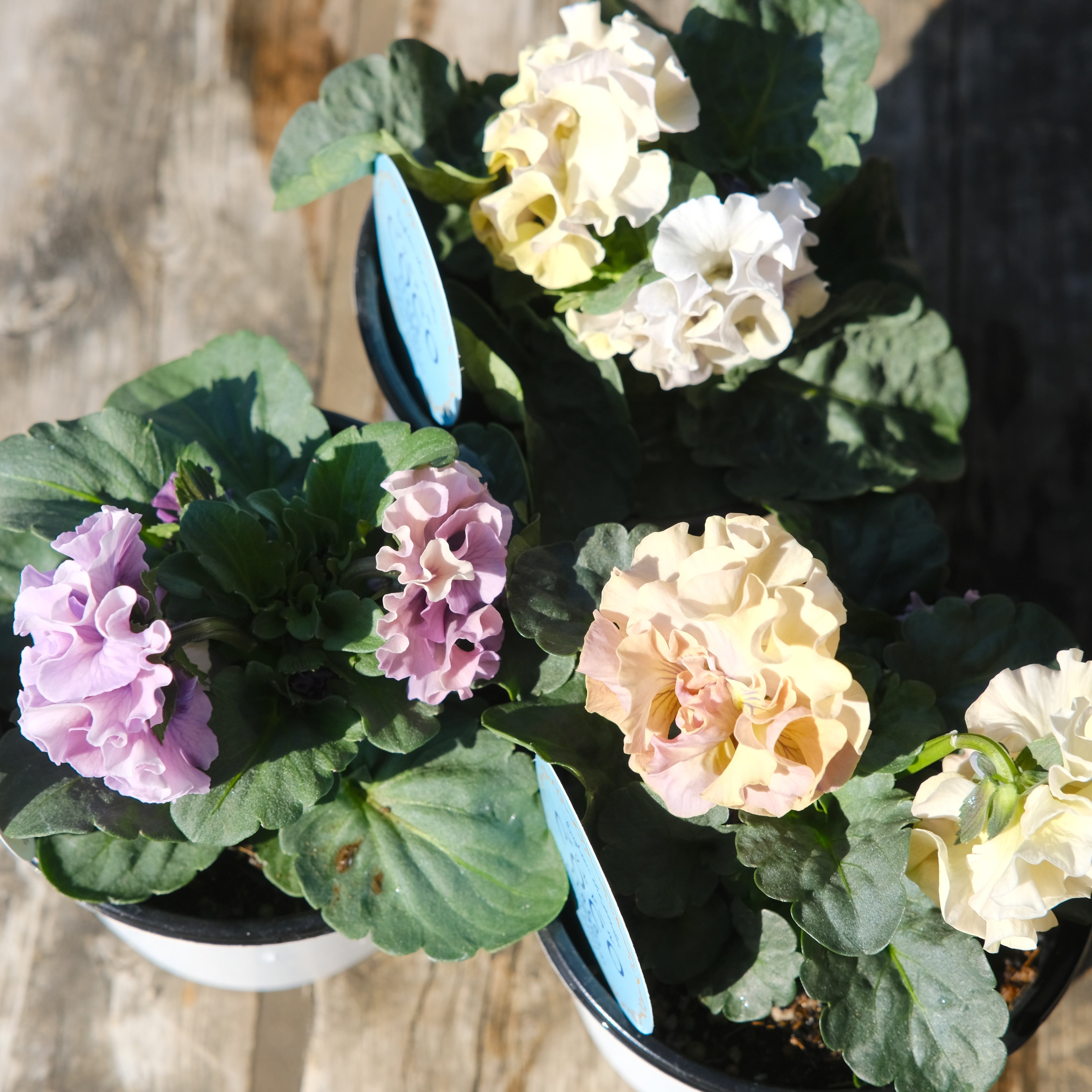 パンジー《 プリセドールCOCO ティアラ 》3苗セット | グリーン