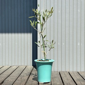 オリーブ 鉢植え 「アザパ」 シンボルツリー 観葉植物