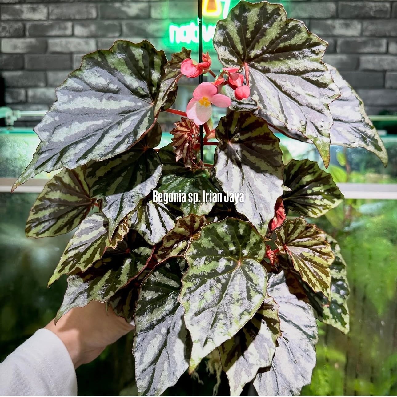 ベゴニア 出雲の煌星 斑入り -Begonia Izumo no Kiraboshi variegated