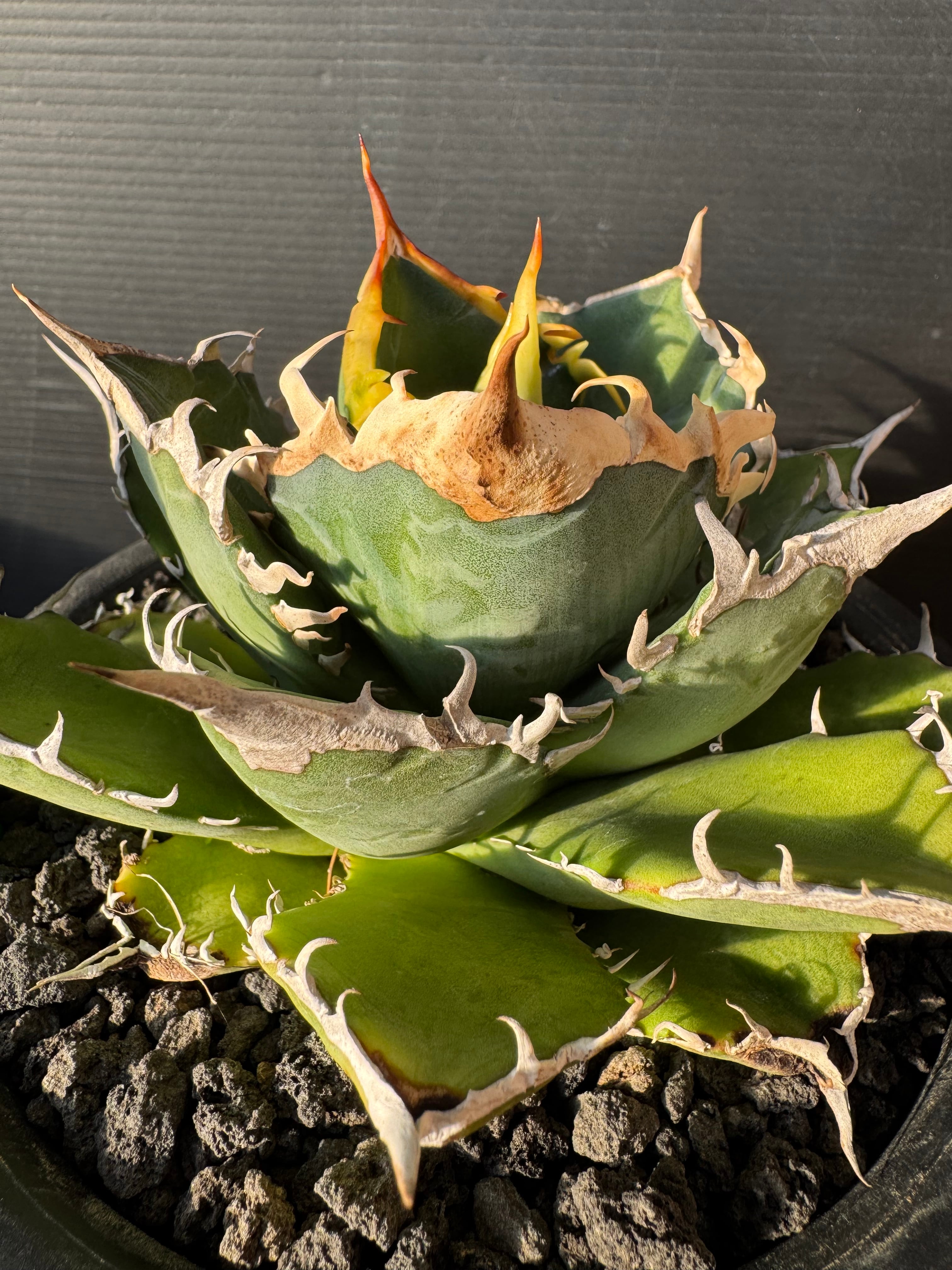 【goodtaniku】アガベ　激熱小籠包産巨歯鯊 カキコ　発根済 goodtaniku】アガベ 激熱小籠包産巨歯鯊 カキコ 発根済 goodtaniku