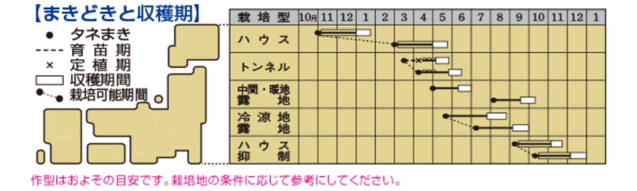 インゲン「初みどり2号」(GF)・画像4