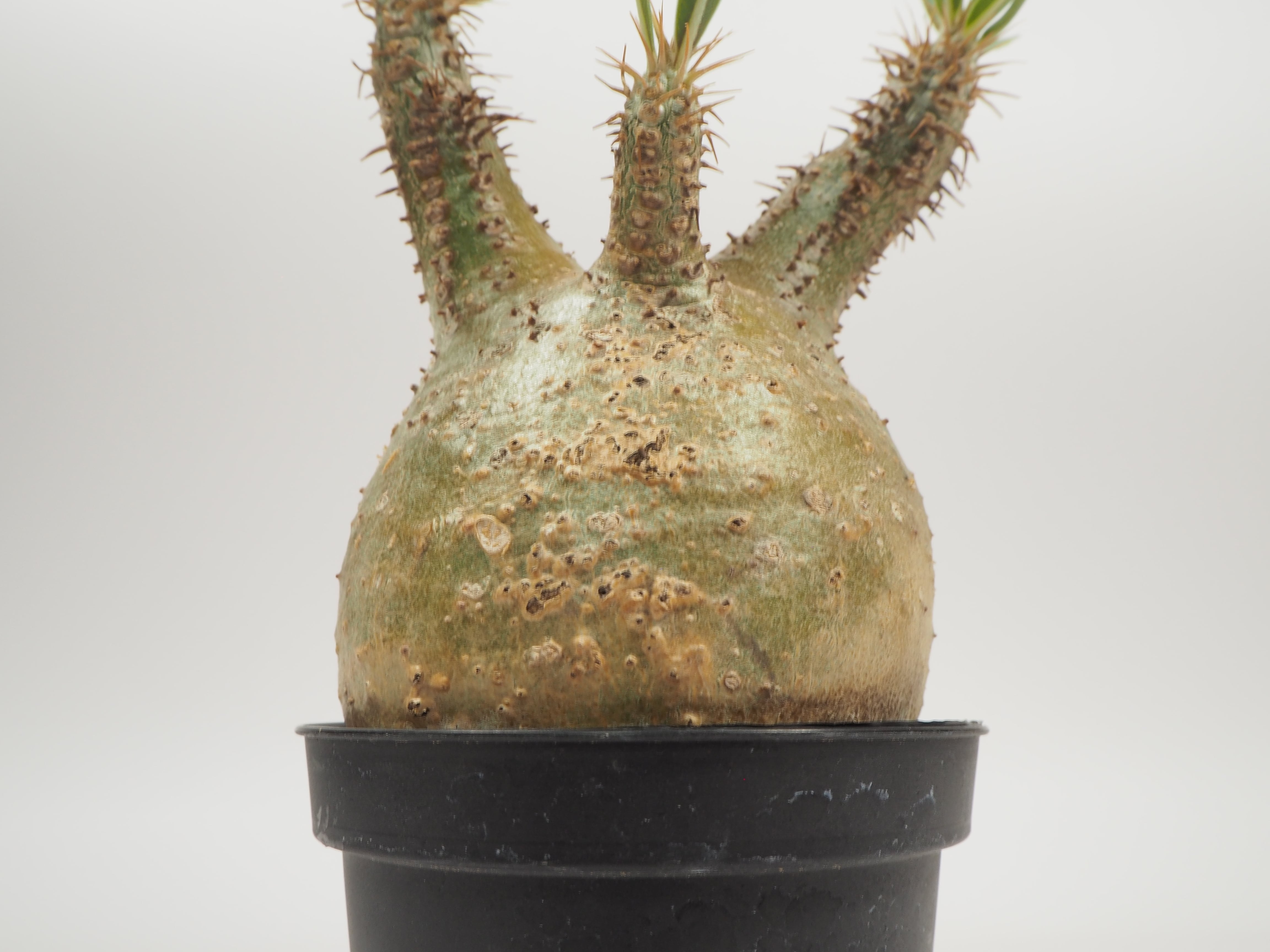 pg-07 Pachypodium gracilius パキポディウム グラキリス 《カチカチ