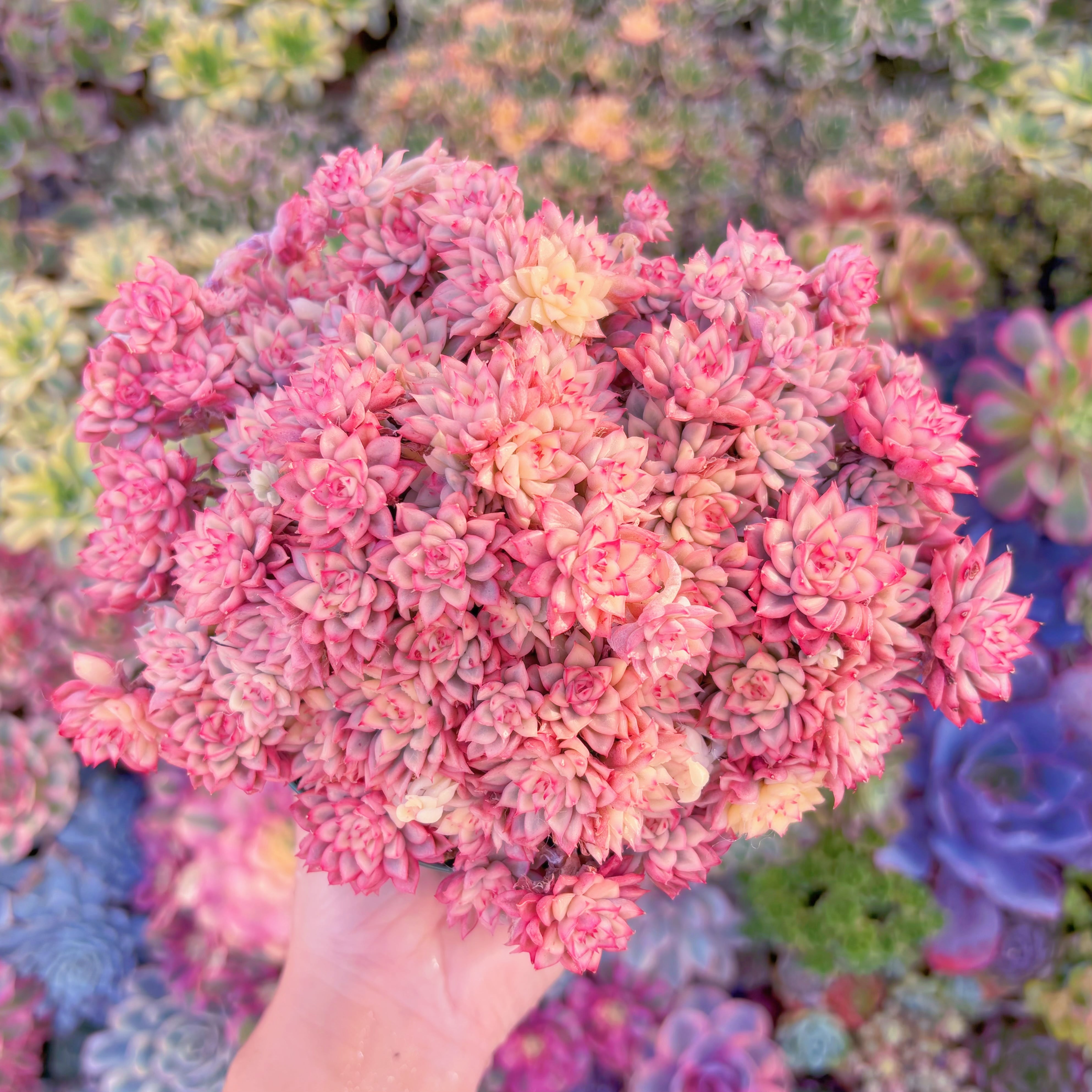 現品　女雛錦#651　特大群生　新入荷　るる農園