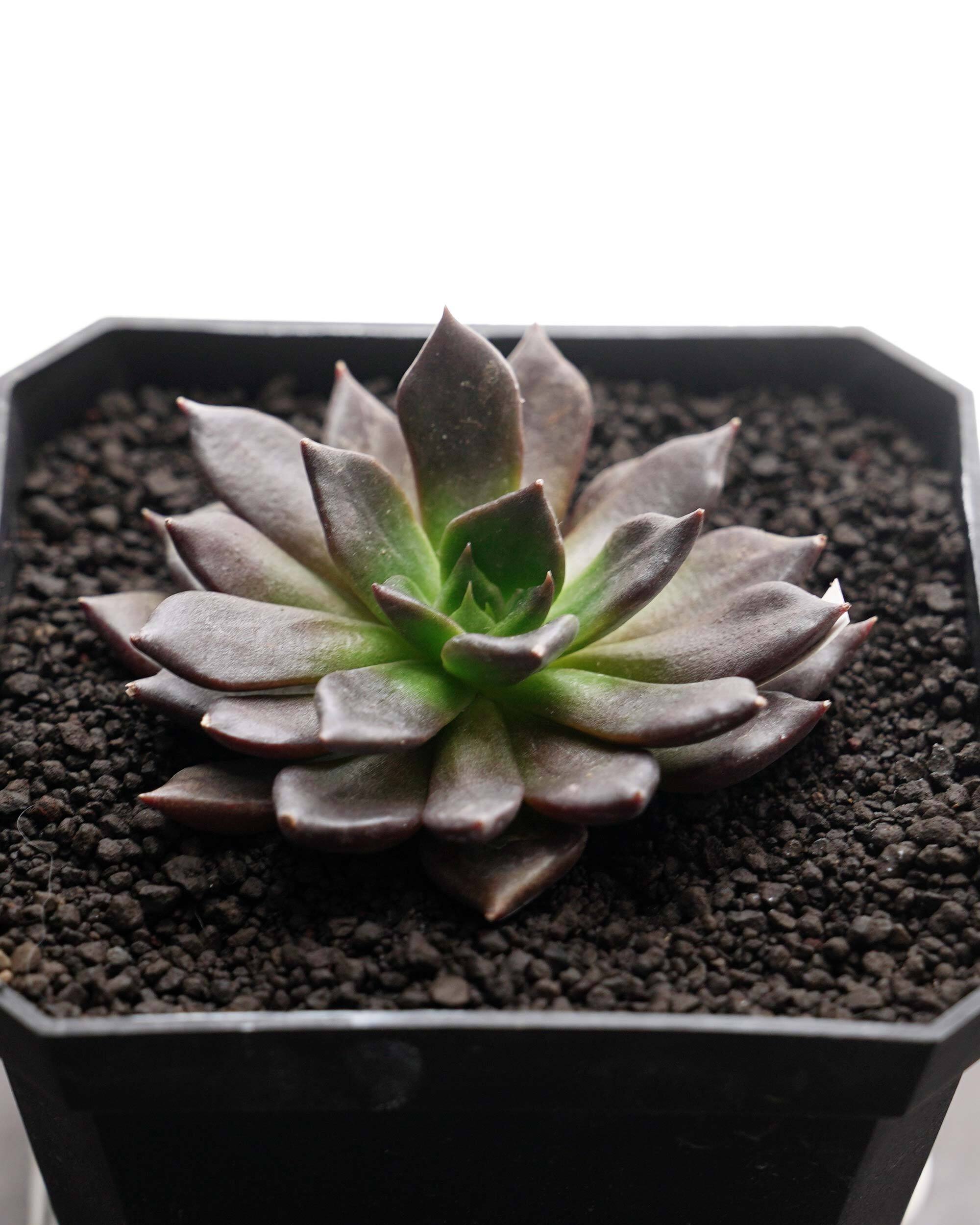 PREMIUM】 抜き苗 チワワエンシス錦 白覆輪 大株 Echeveria