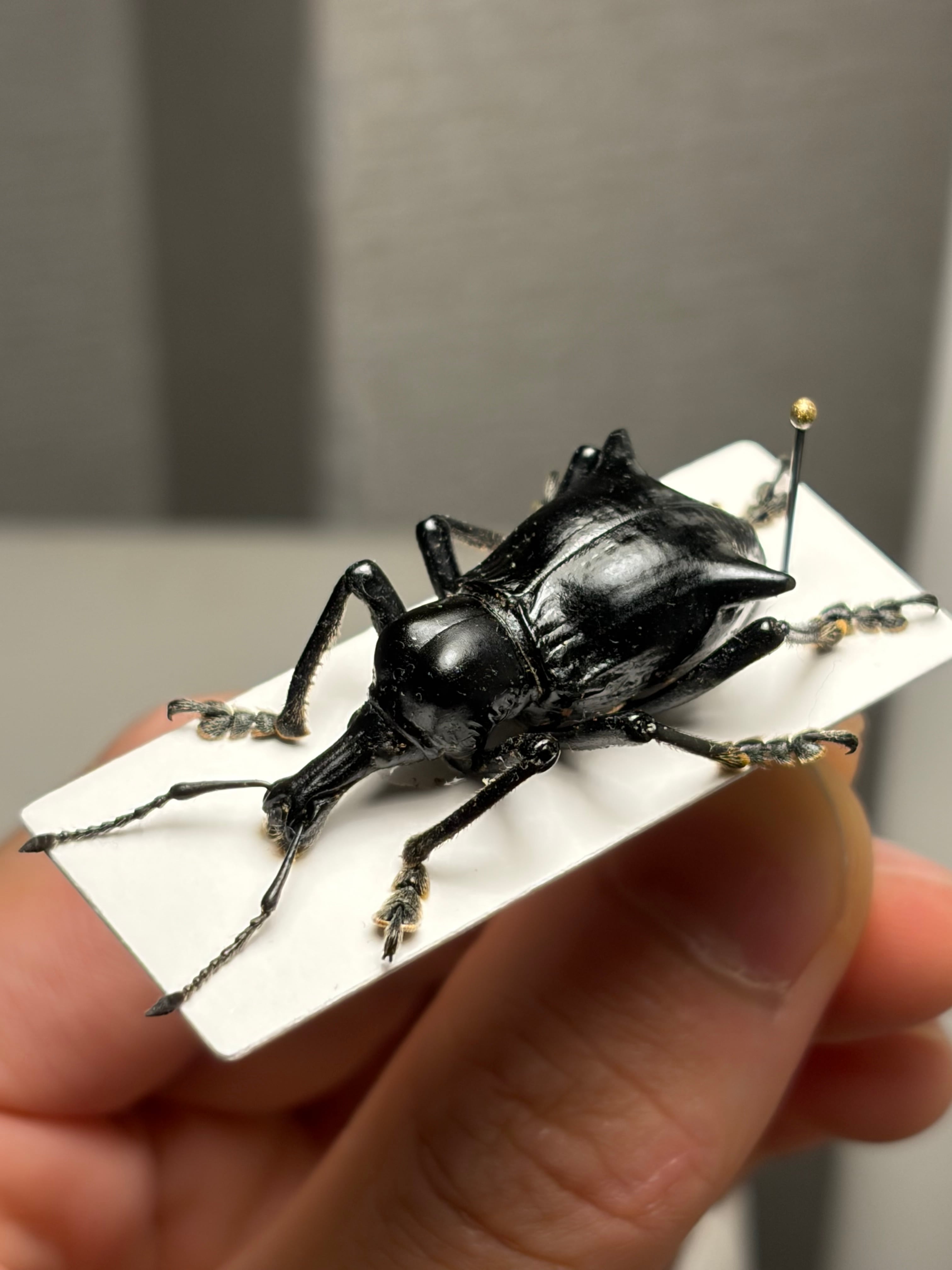 75mm】ギガンテウスシワバネクワガタ 昆虫標本 ニジイロクワガタ