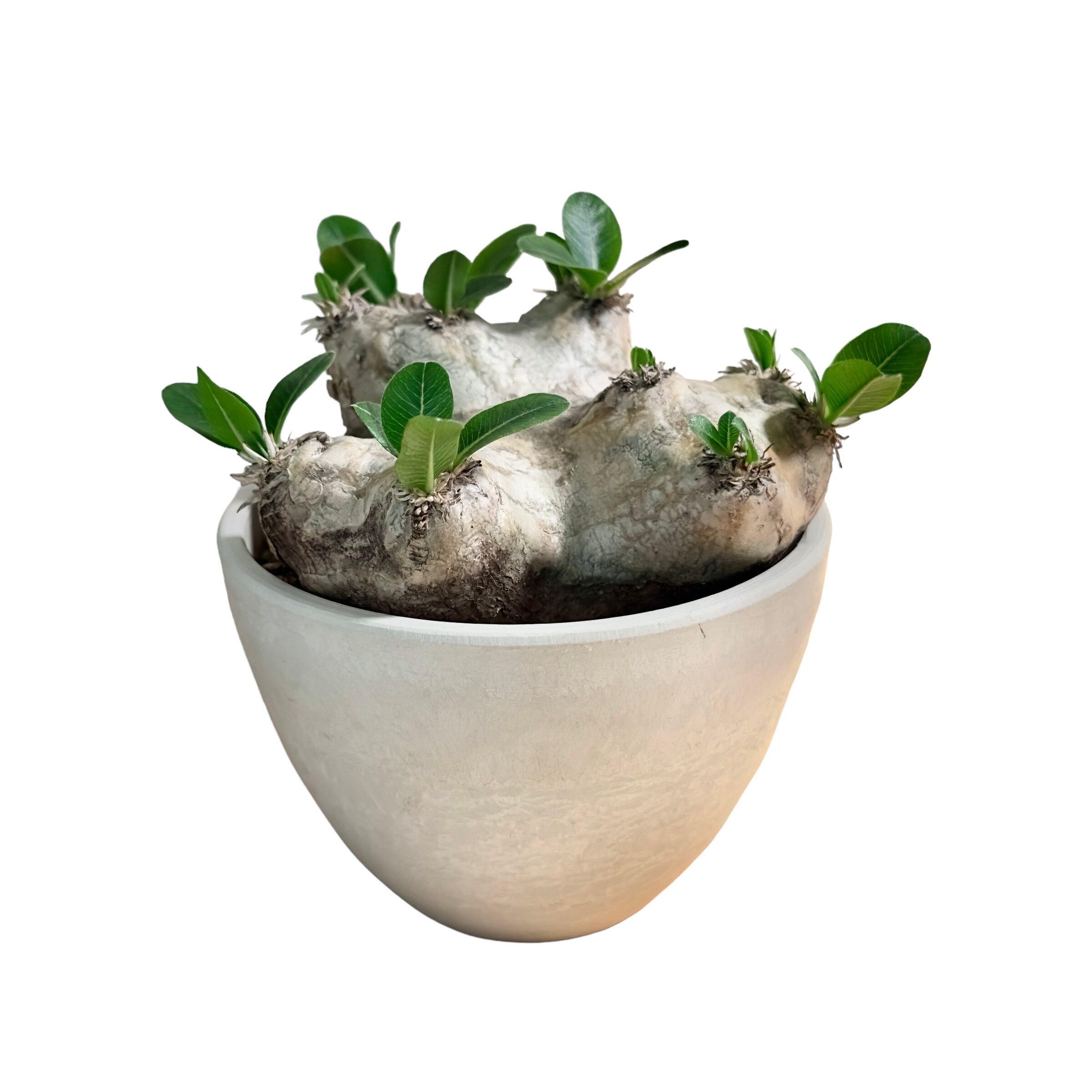 Pachypodium brevicaule パキポディウム ブレビカウレ 恵比寿笑い