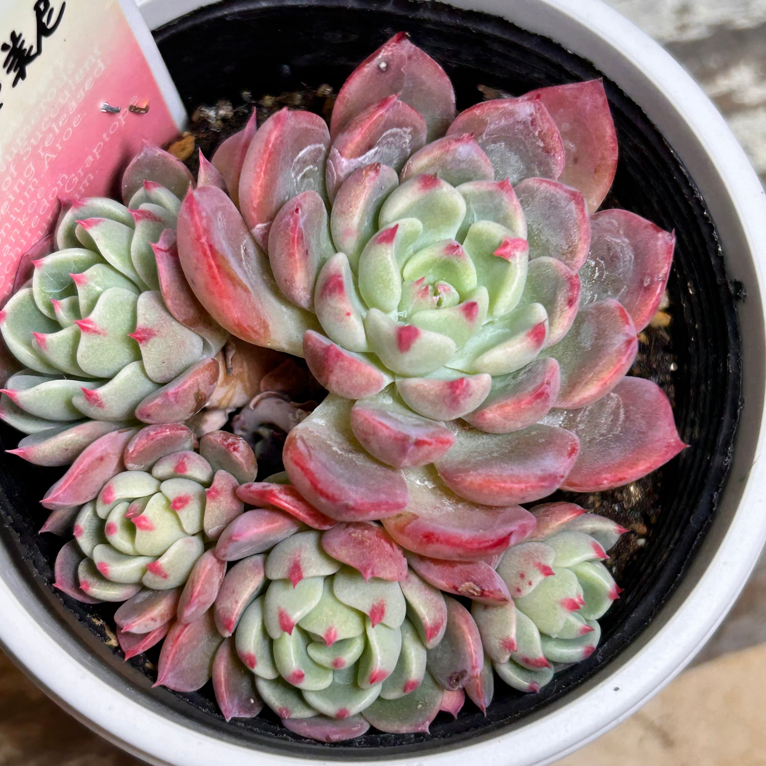 プロリフィカ錦 | RuPo 多肉植物専門店