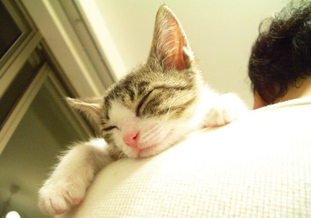 猫 ポストカード The Cat who....ゆっくりおやすみなさい（ちびの来た日） 10x14.8センチ（cm）官製はがきサイズ 猫写真 はがき ねこ葉書 ネコハガキ Postcard アイとちび アイシス