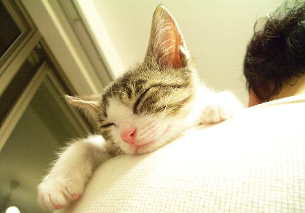 猫 ポストカード The Cat who....ゆっくりおやすみなさい(ちびの来た日) 10x14.8センチ(cm)官製はがきサイズ 猫写真 はがき ねこ葉書 ネコハガキ Postcard アイとちび アイシス