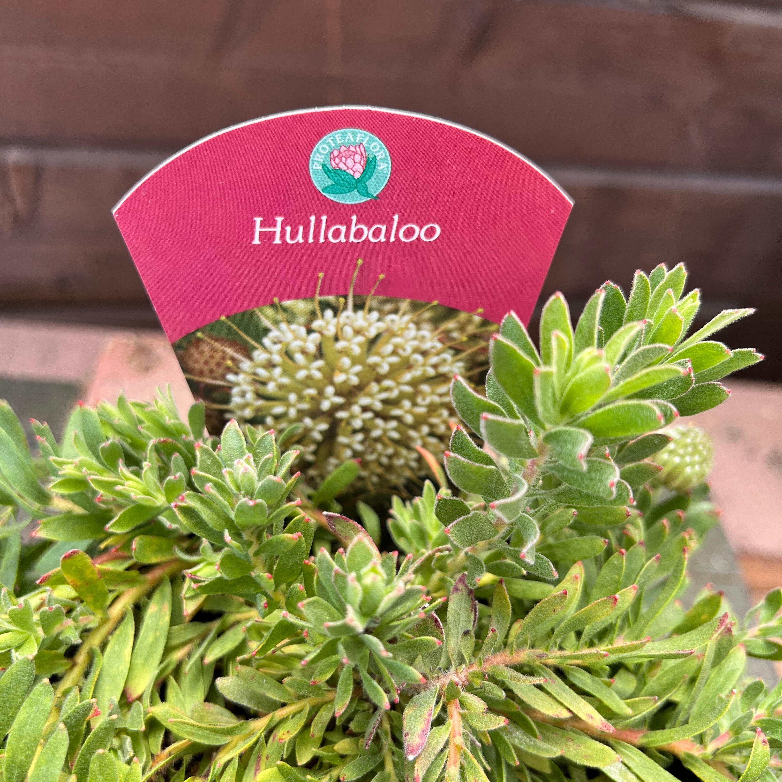 リューコスペルマム HULLABALOO リューコスペルマム ハルバルー③ | 沼ノ上農園