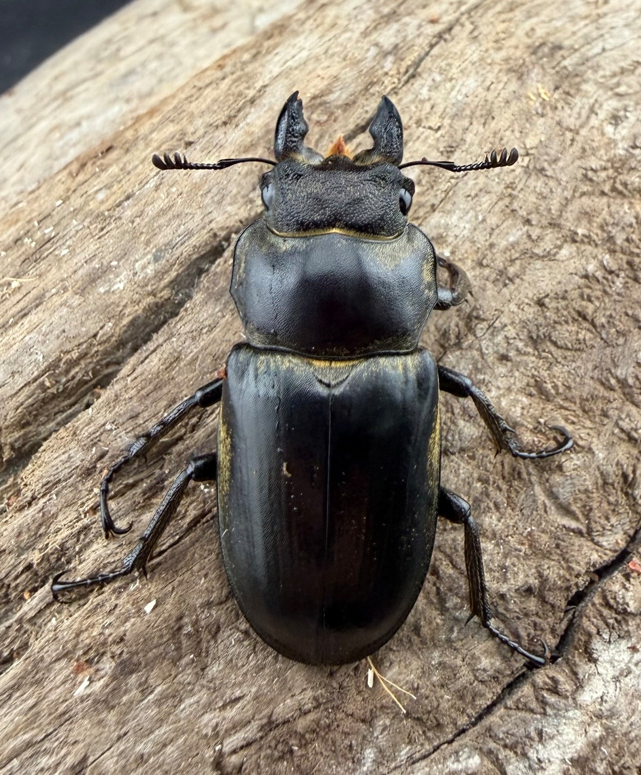 【WD】《クラーツミヤマ原名亜種 61mm ペア》