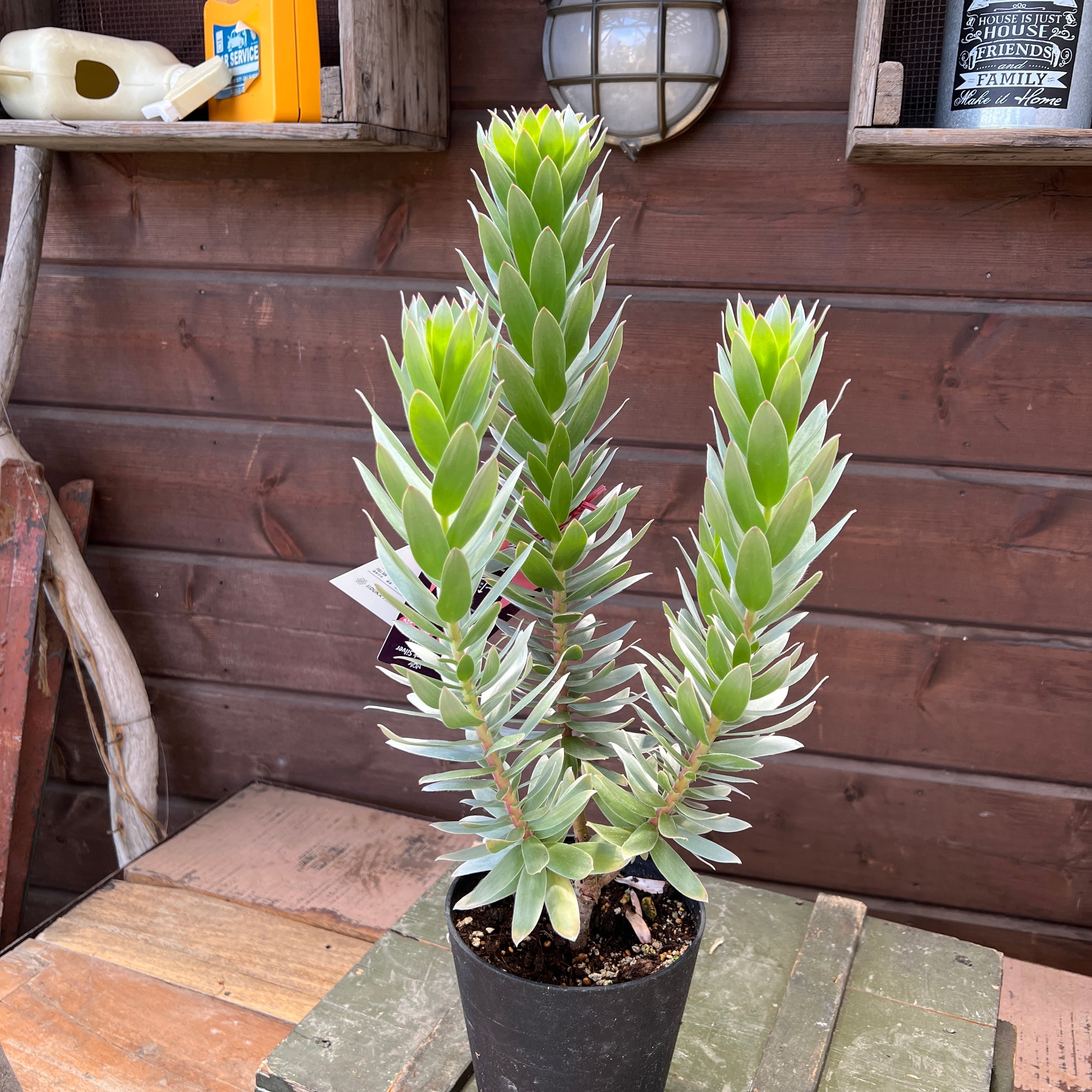 ミメテスクラッカージャックシルバー　2 希少！ ミメテス クラッカージャックシルバー② | 沼ノ上農園