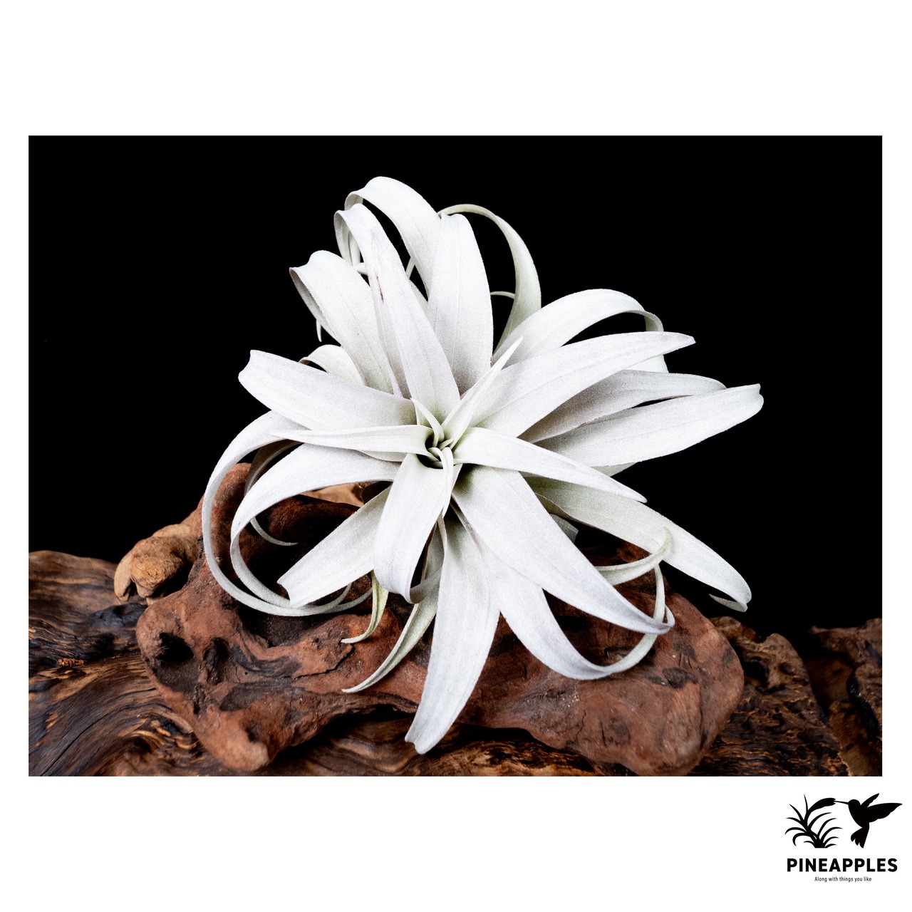 Tillandsia capitata 'Yellow Star' - 3