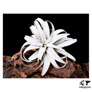 Tillandsia capitata 'Yellow Star'