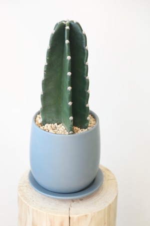 キメンカク/Cereus Repandus　※陶器鉢付き
