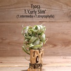 【送料無料】'Curly Slim' L〔エアプランツ〕現品発送T3053