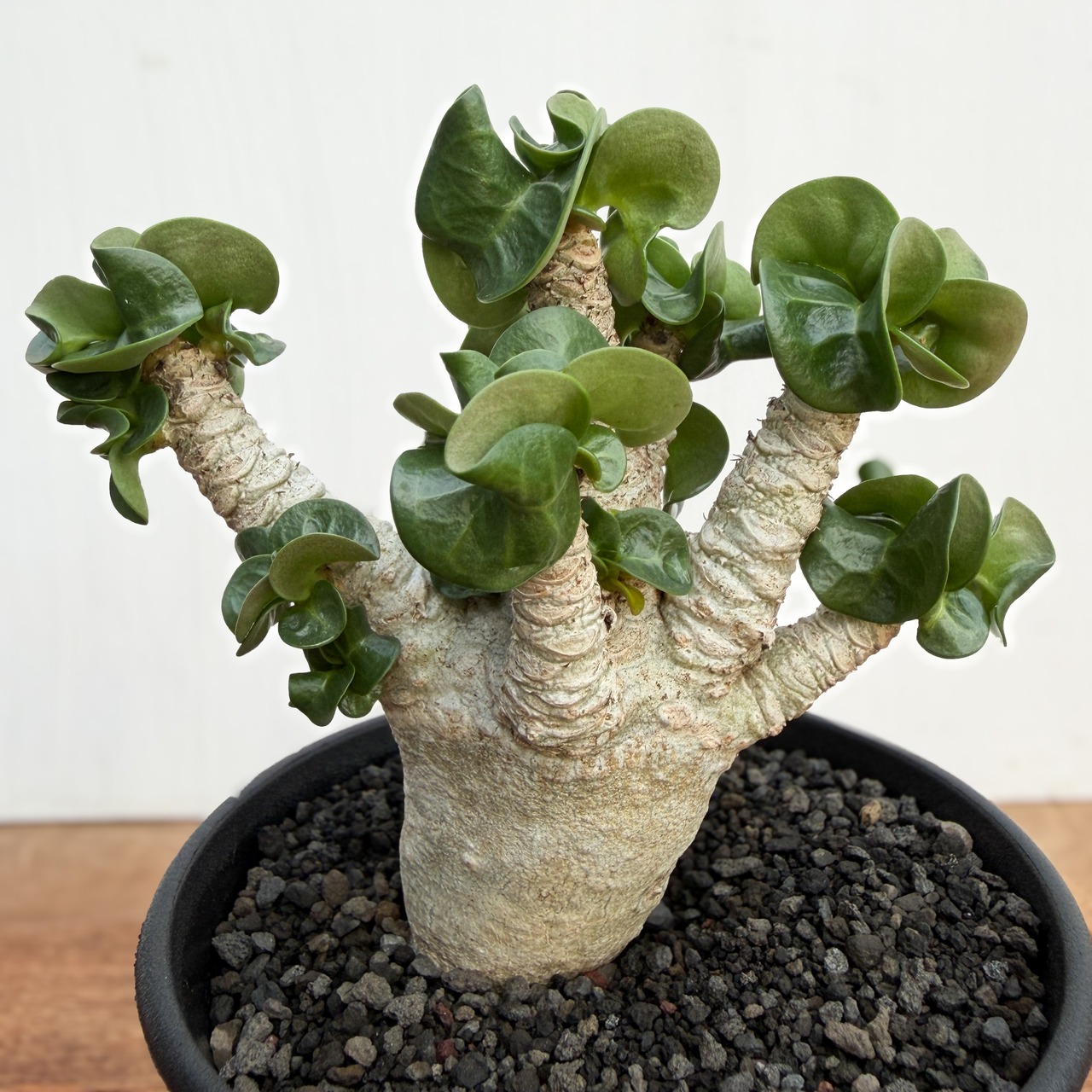 Adenium arabicum "Curly"【アデニウム・アラビカム・獅子葉】