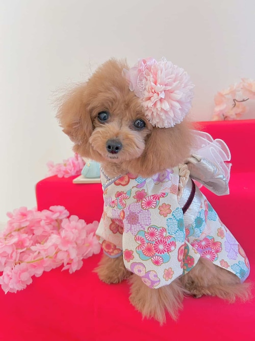 小袖(ショート・ご予約受注分)