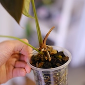 Anthurium Queen of Heart│アンスリウム クイーン オブ ハート③│観葉植物